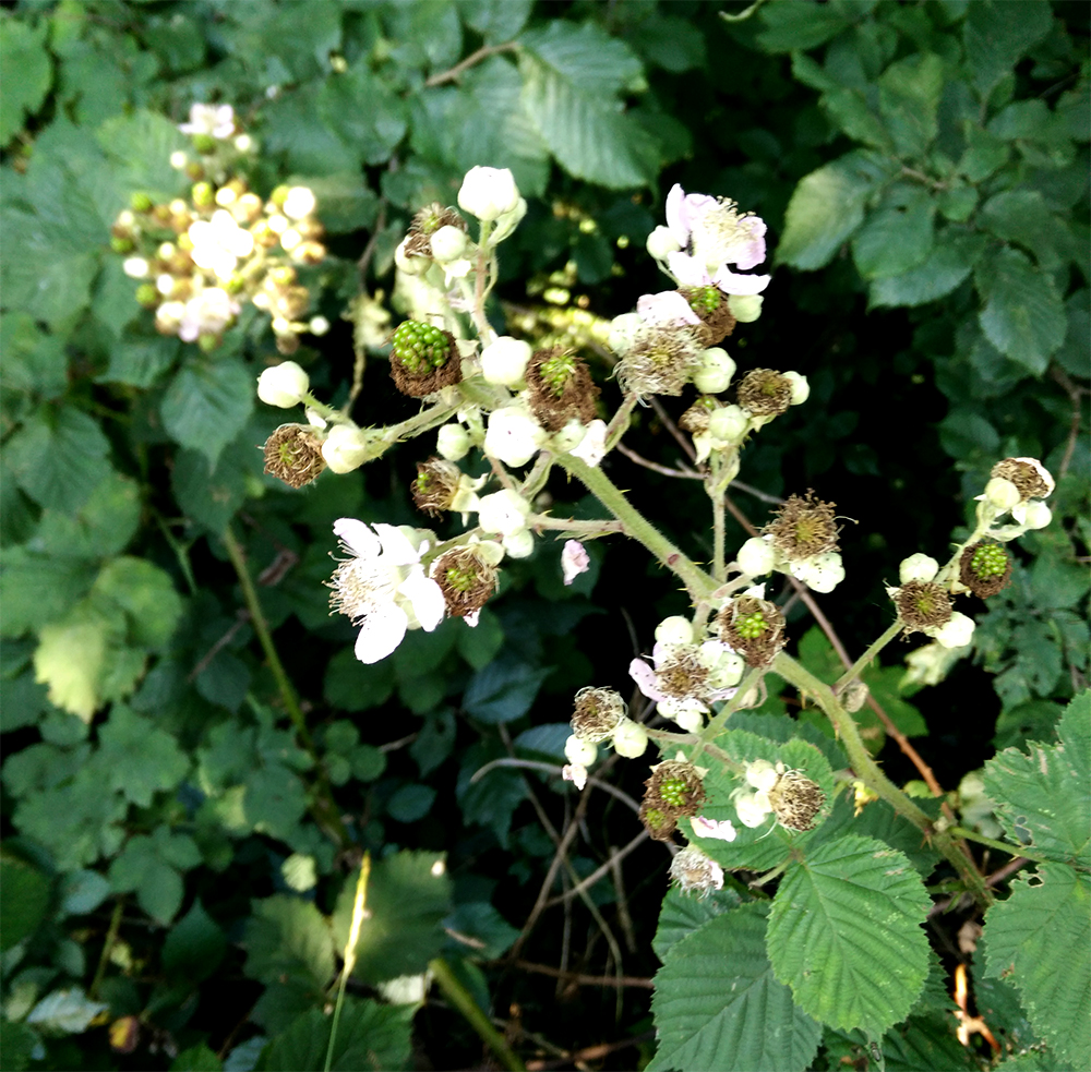 Blackberry