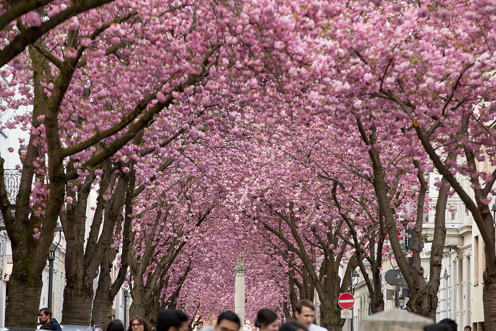 Cherry Tree