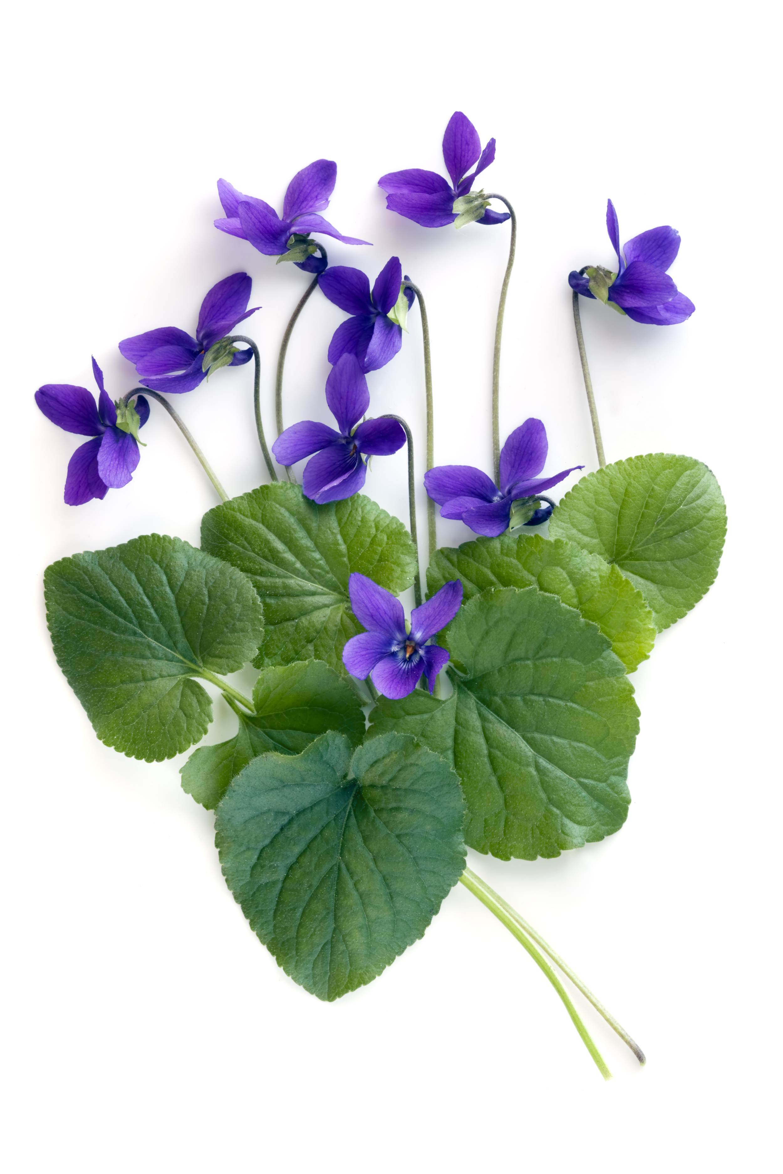 Violets