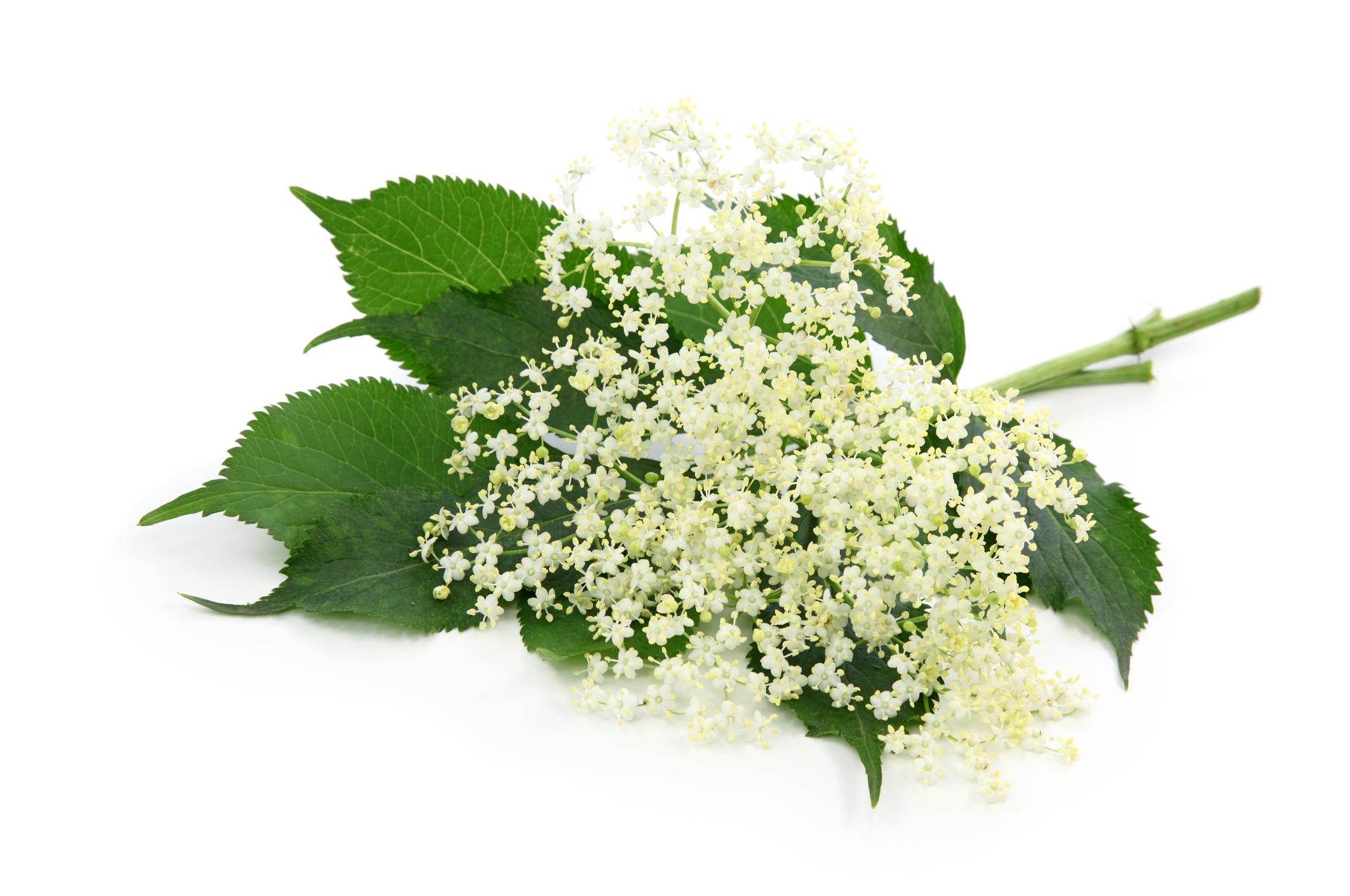Elderflower