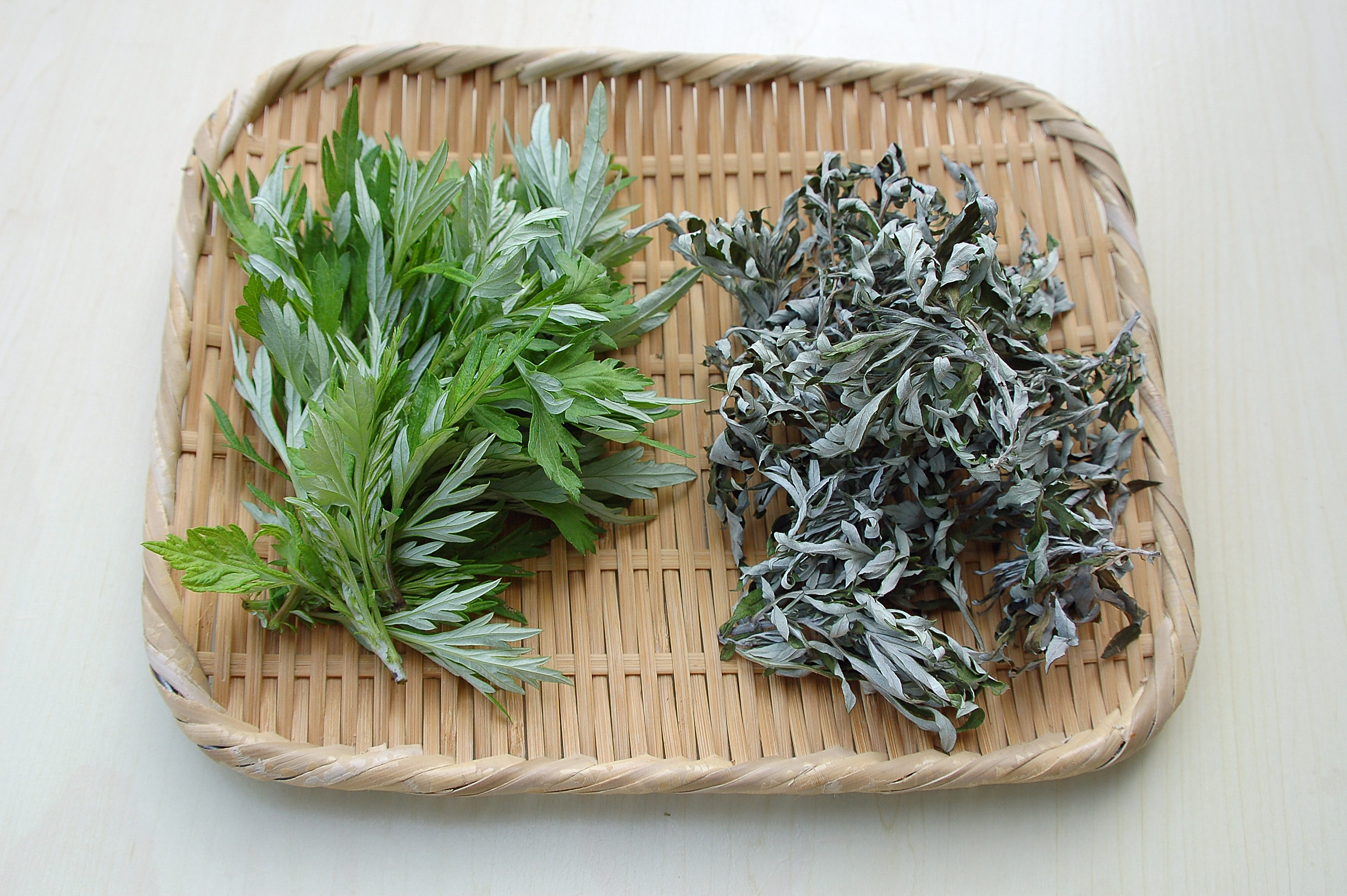 Mugwort
