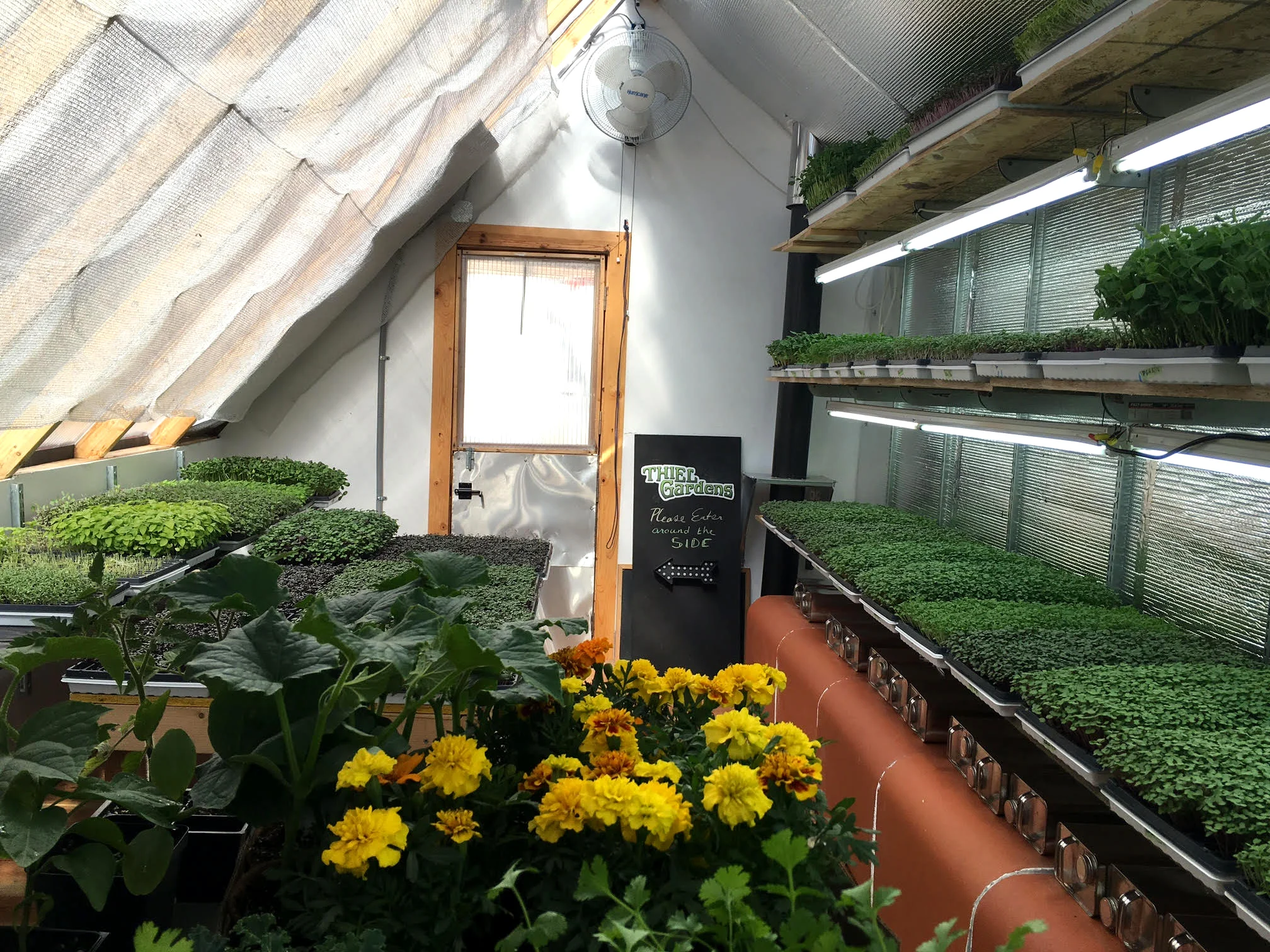 Rows of microgreens are waiting to be snipped at just the right time. Photo provided by Jill Thiel