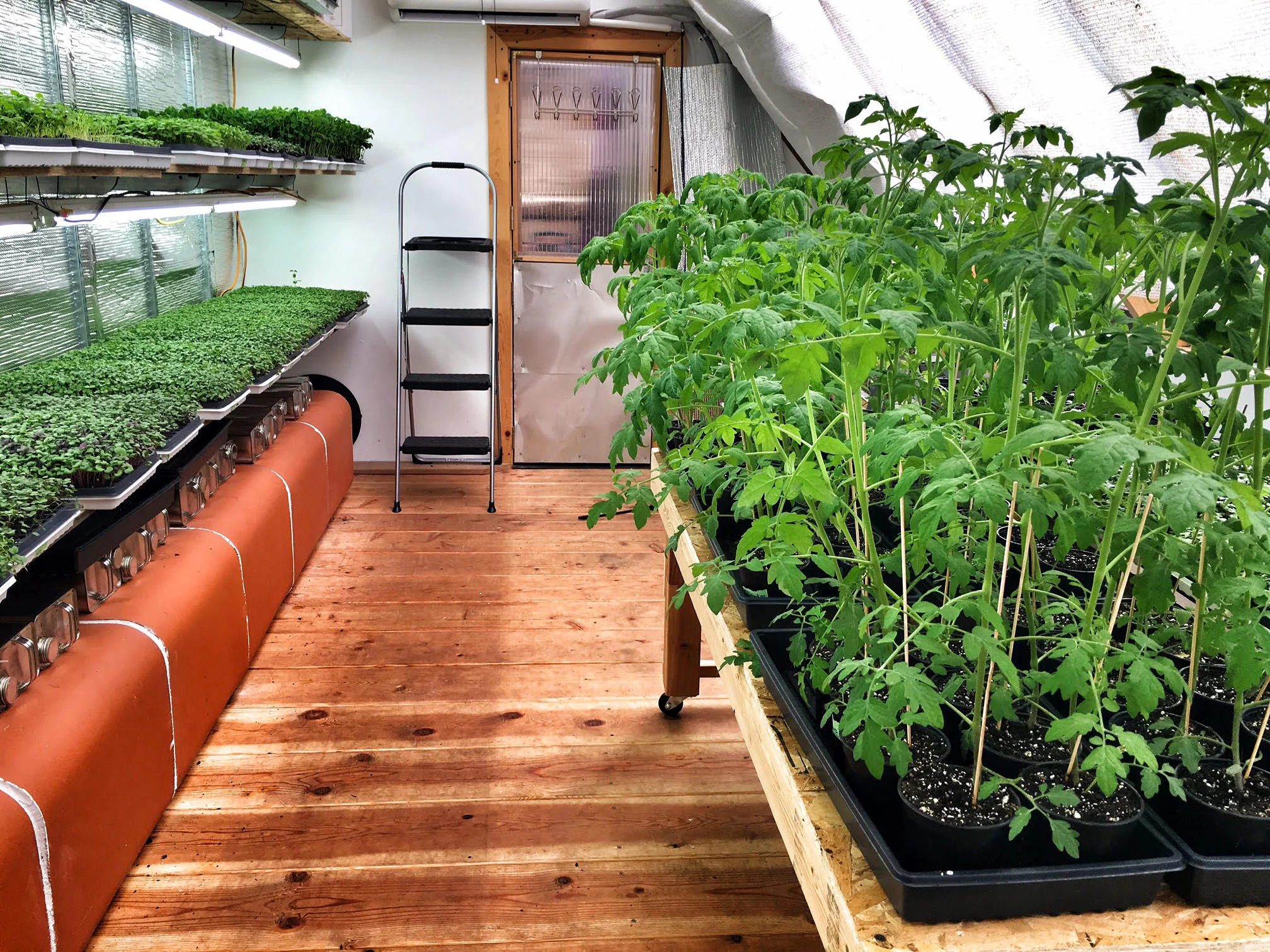 The sun beams brightly through the walls of the greenhouse. Photo provided by Jill Thiel