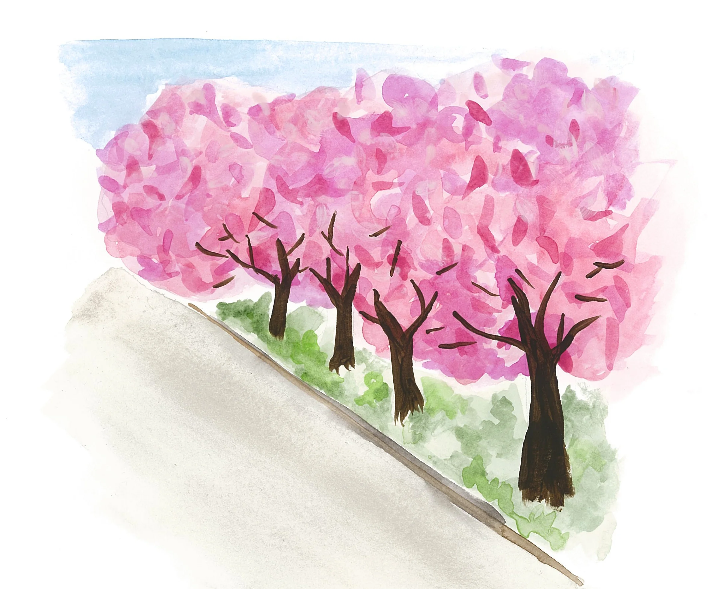 Cherry Trees.jpg