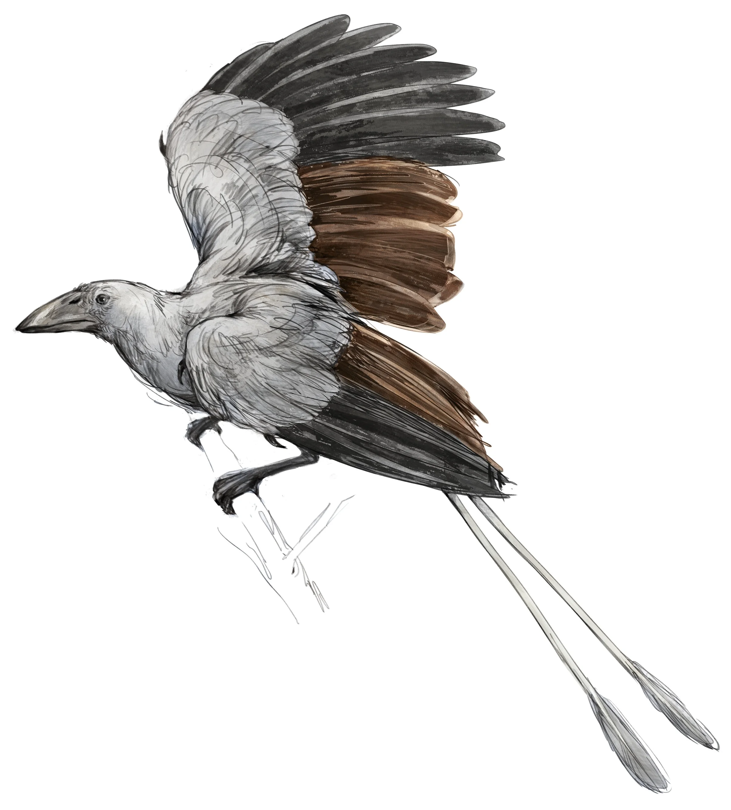 eoconfuciusornis.jpg