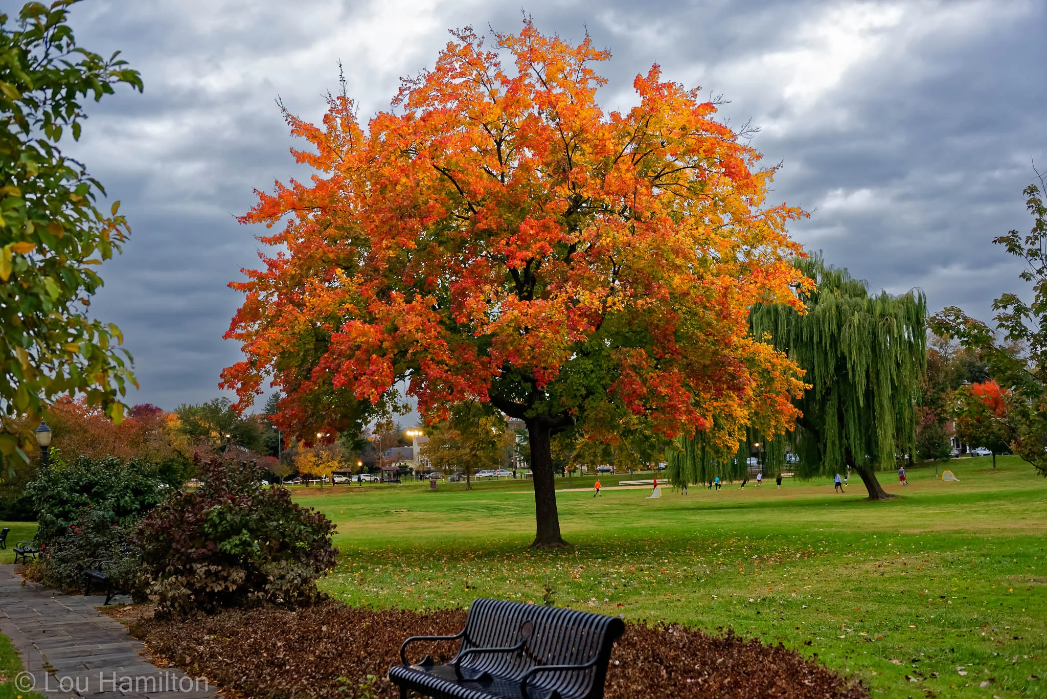 Baker Park Foliage