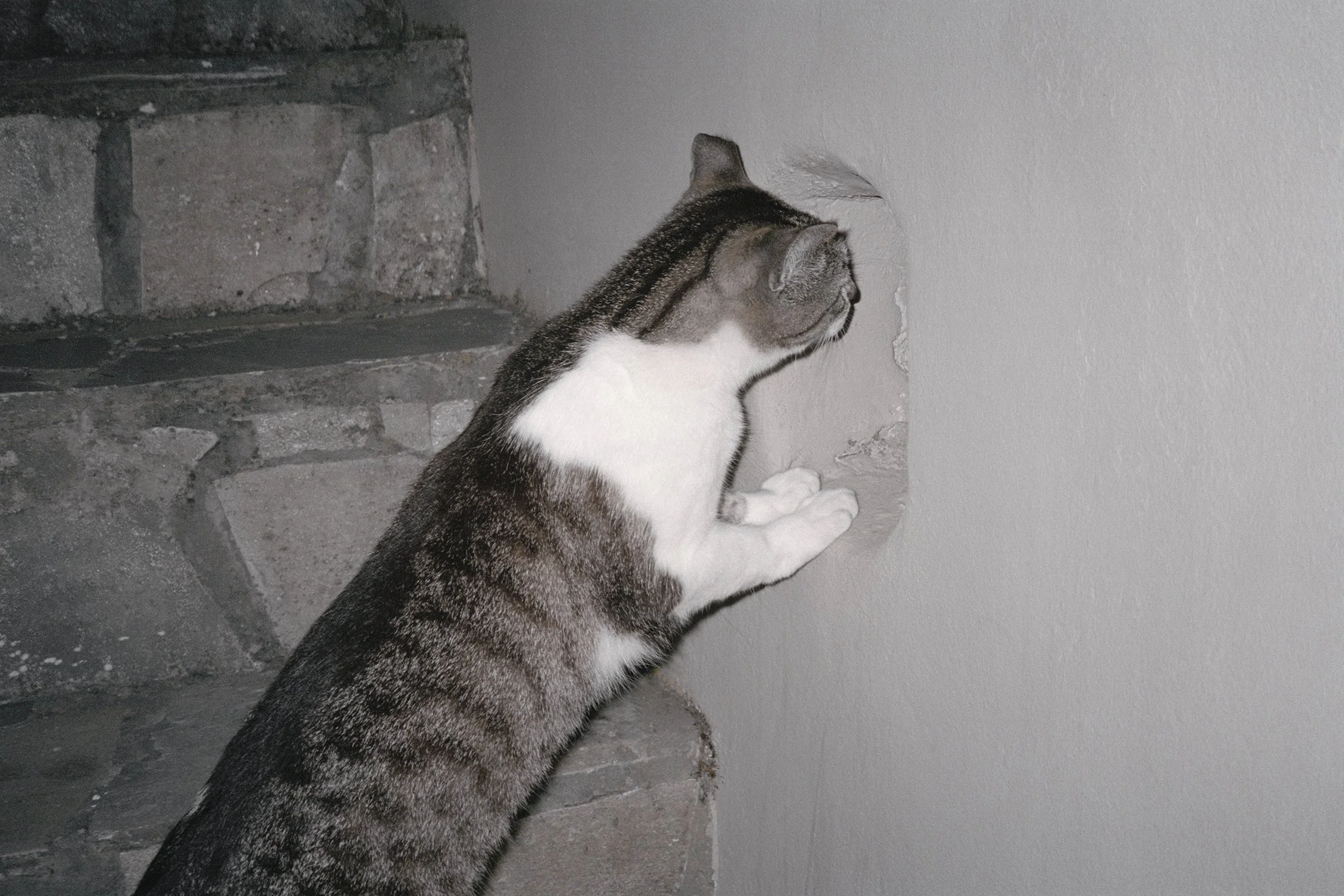 Curious Cat Edited copy.jpg