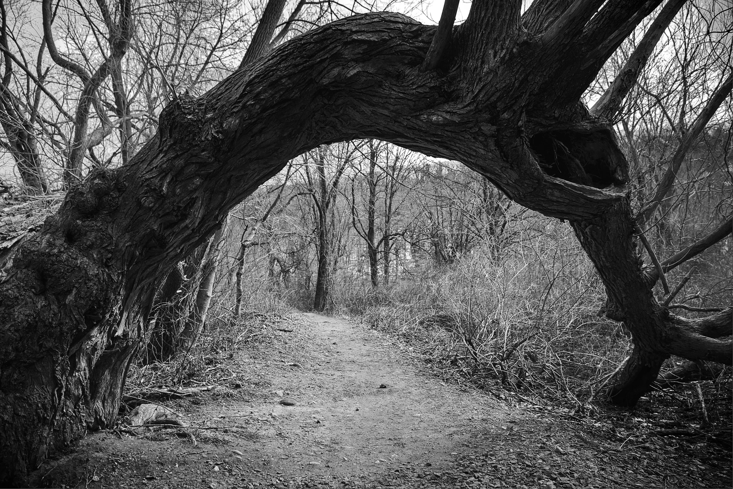 new_haven_3bw.jpg