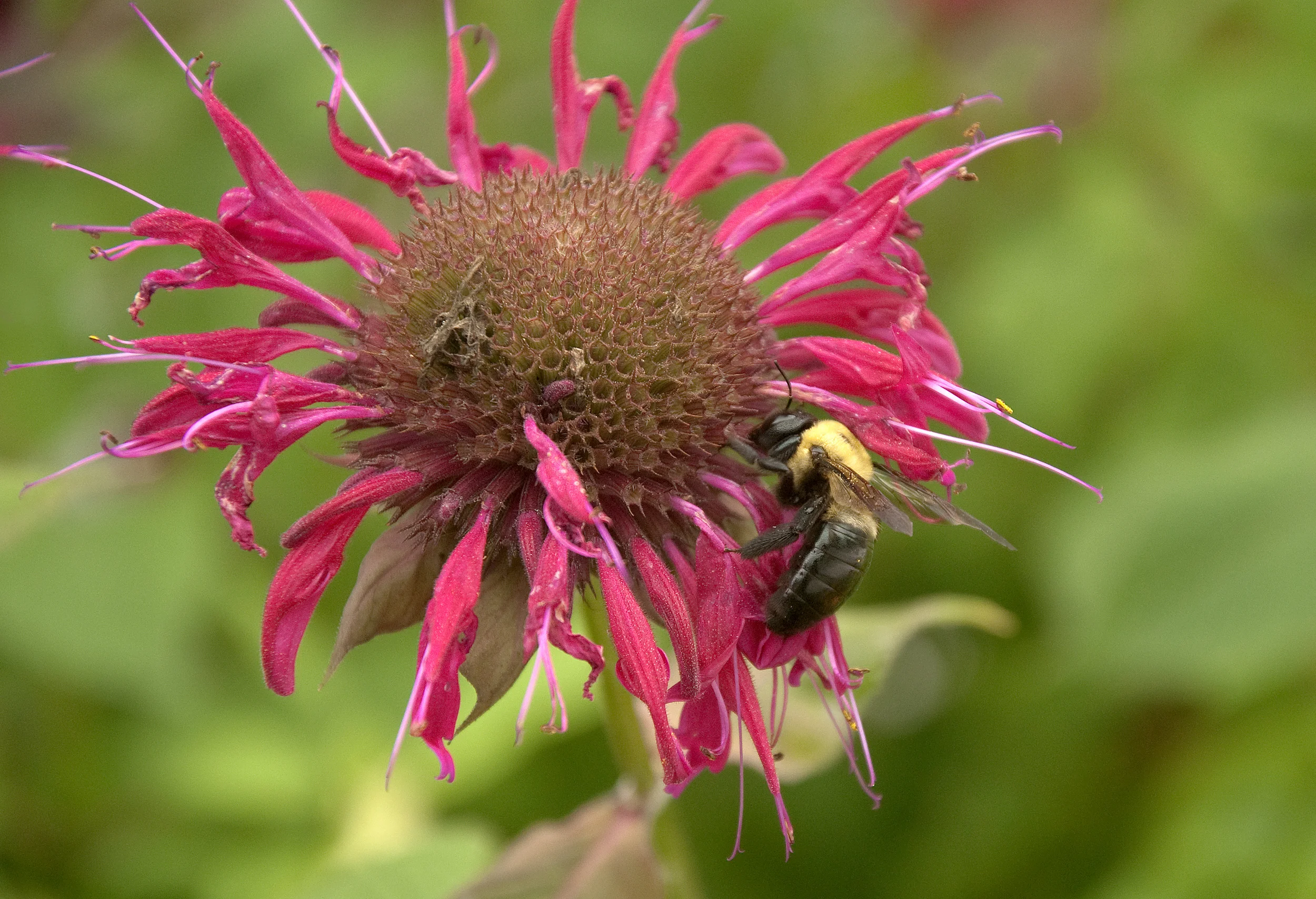 animals_bees2.jpg