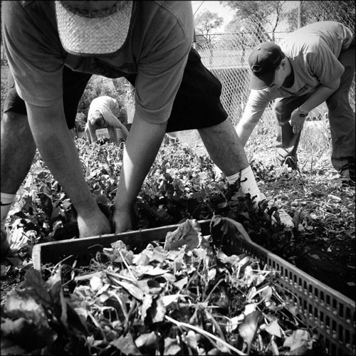After harvesting lettuce, interns at Growing Home Inc prepare the field for new seedlings. Growing home is a non-profit organization that provides job training through organic agriculture. It is a stepping stone program that serves people with a var…
