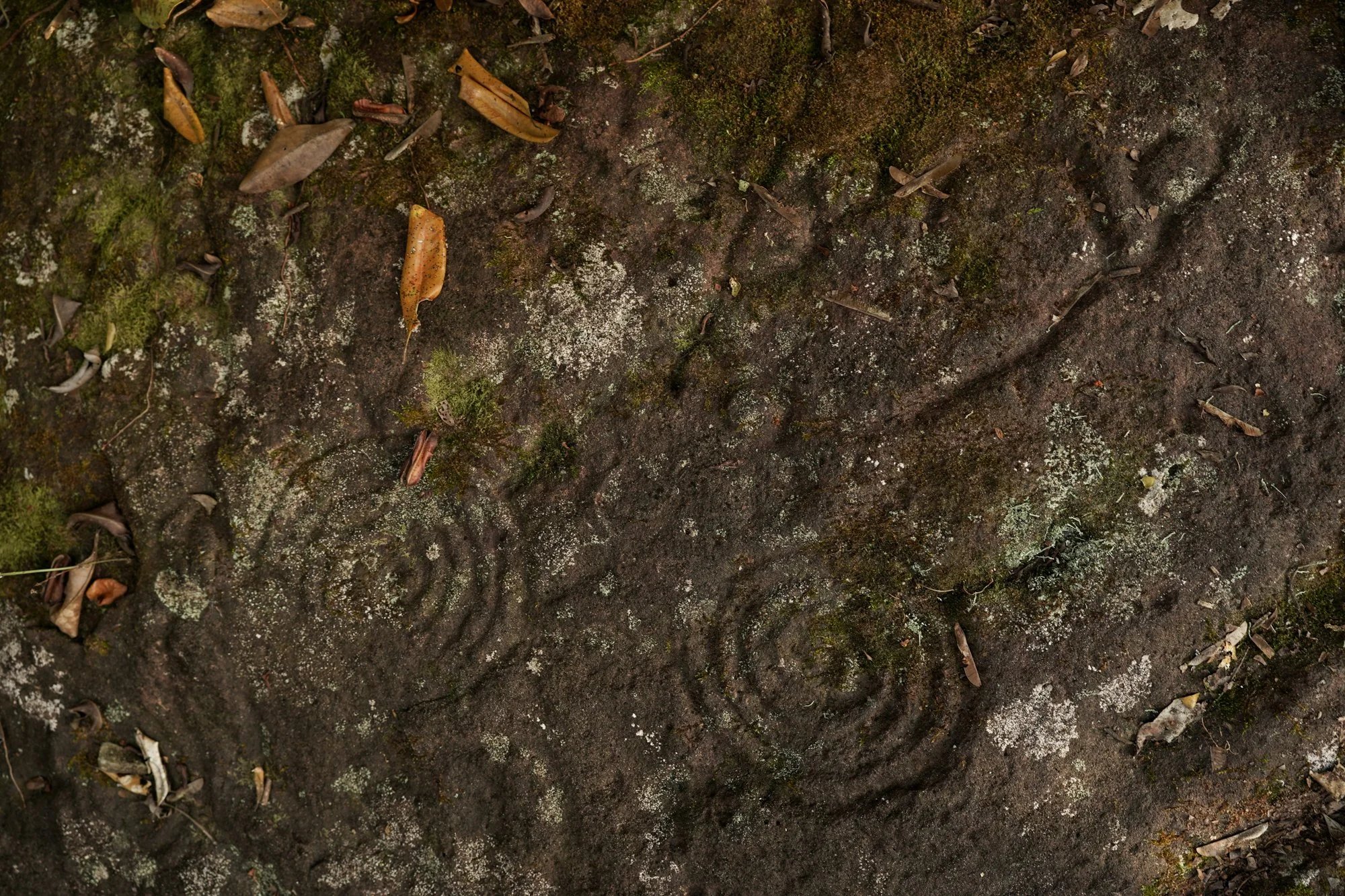 Copy of opcionales_longomaicr_primora198.jpg