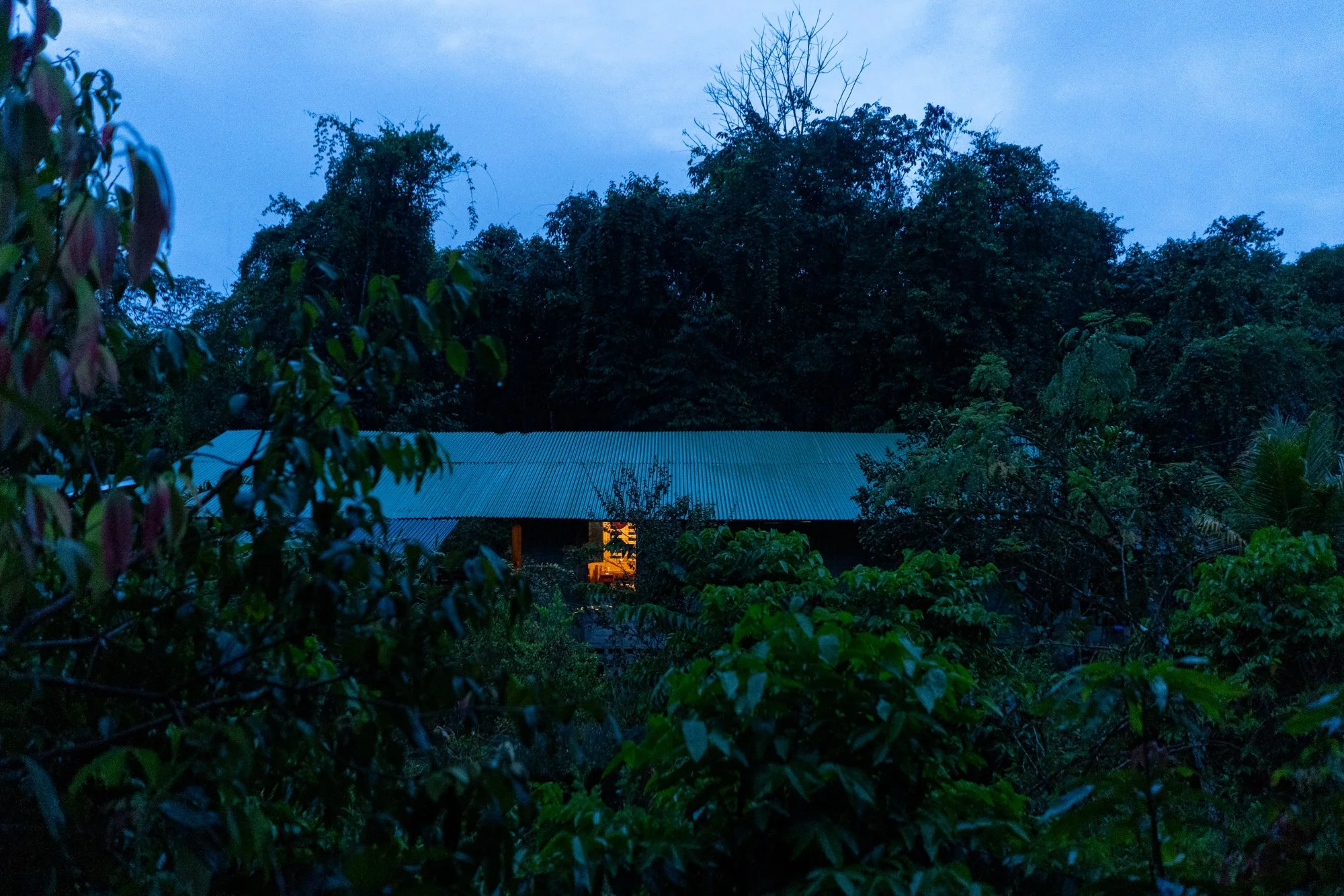 Copy of longomaicr_primora002.jpg