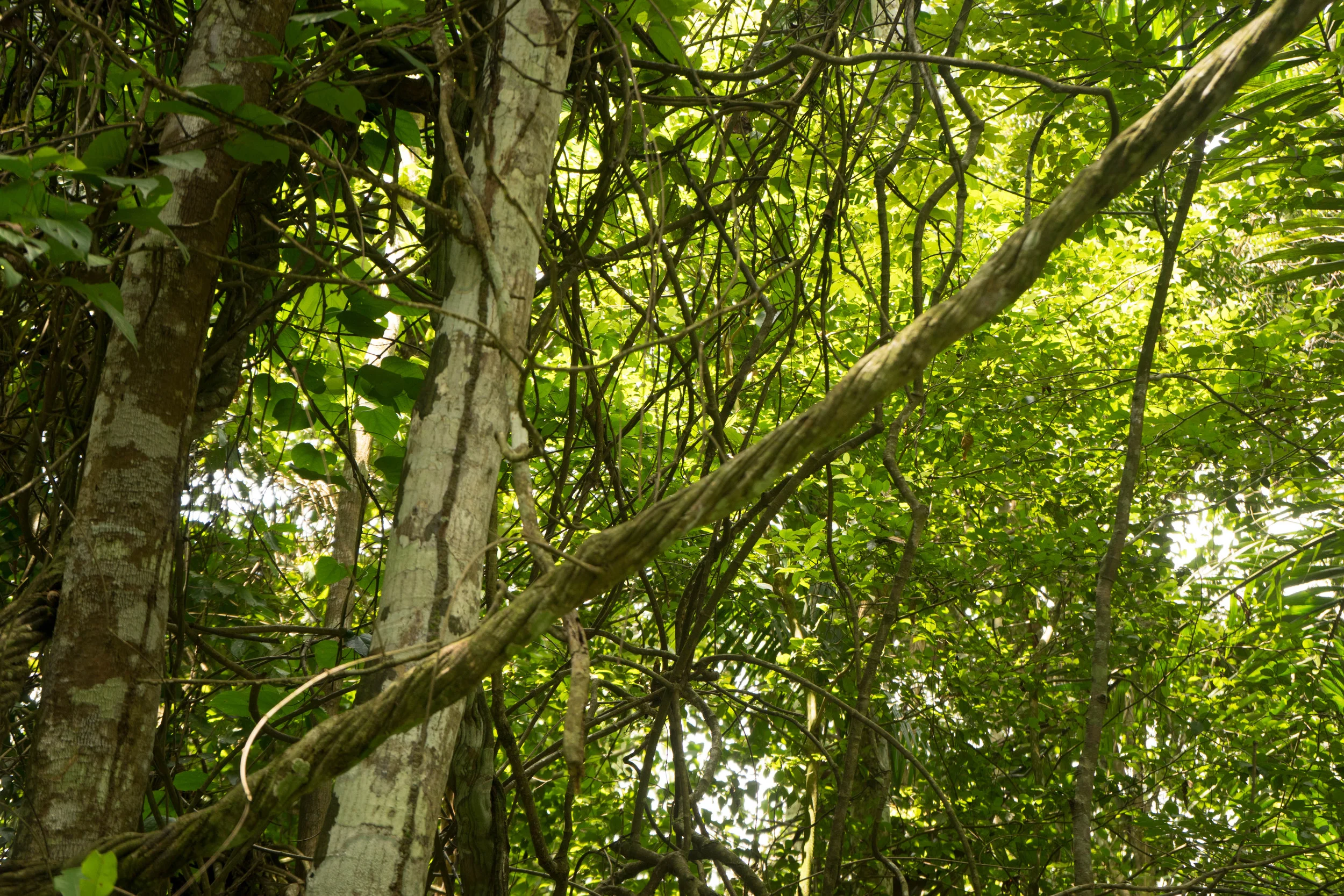 DSC01075.jpg
