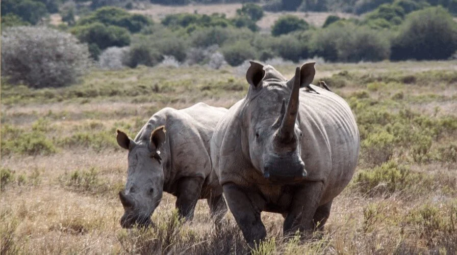 10-day-safari-package-1-1.jpg