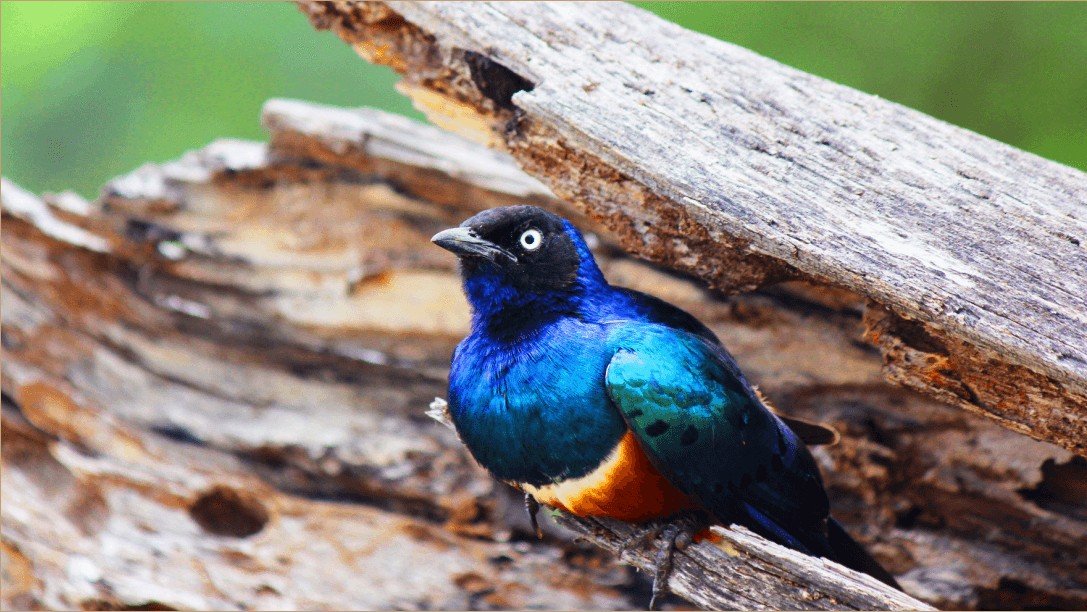 bird-watching-1.jpg