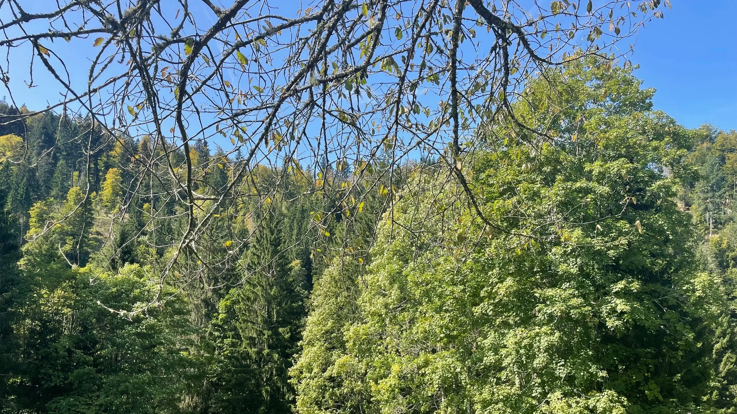 Retreat zur Sommersonnenwende im Schwarzwald 
