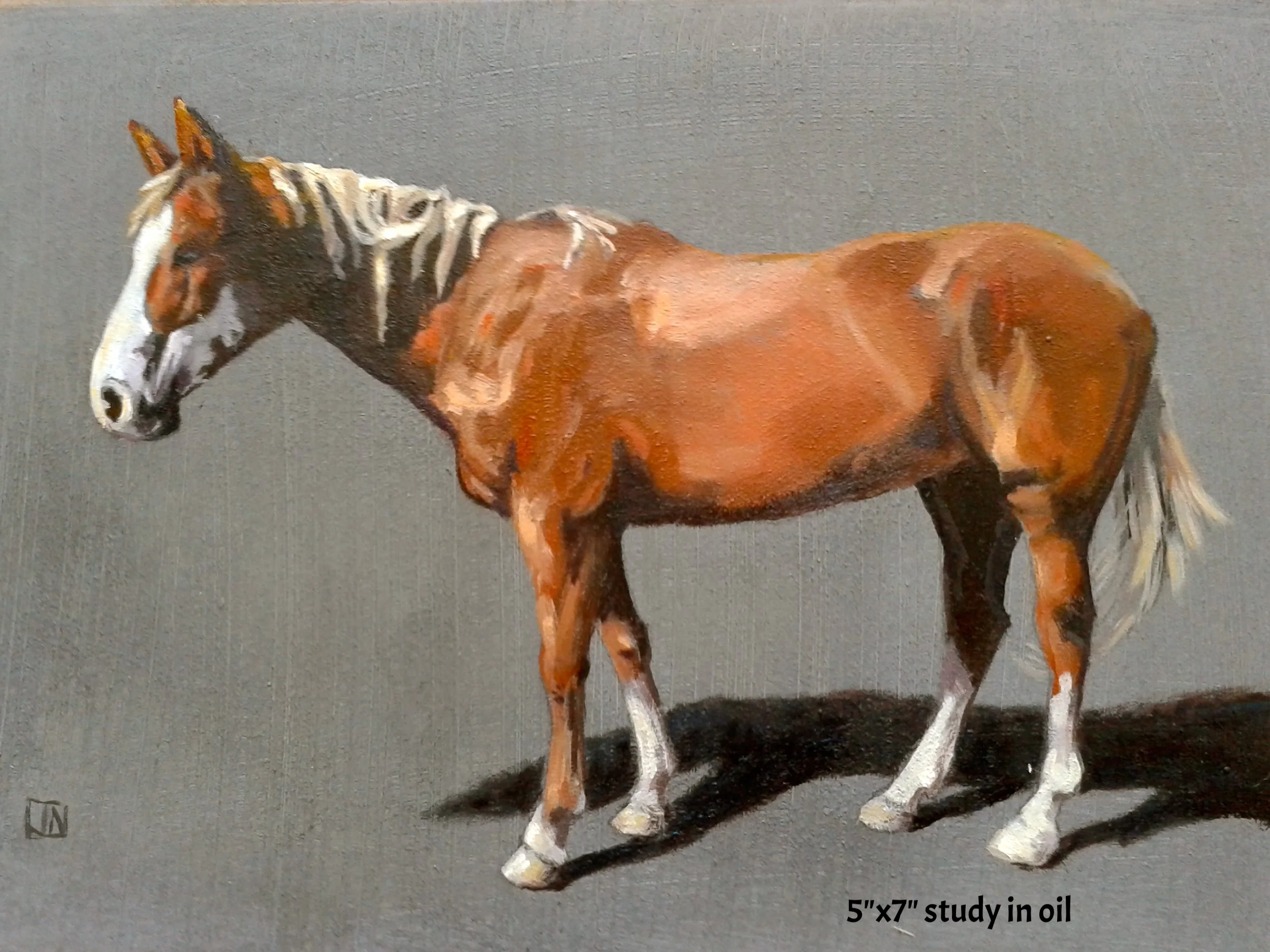 5"x7" study of Fancy in oil