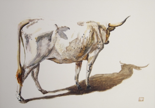 "Study of Cow"