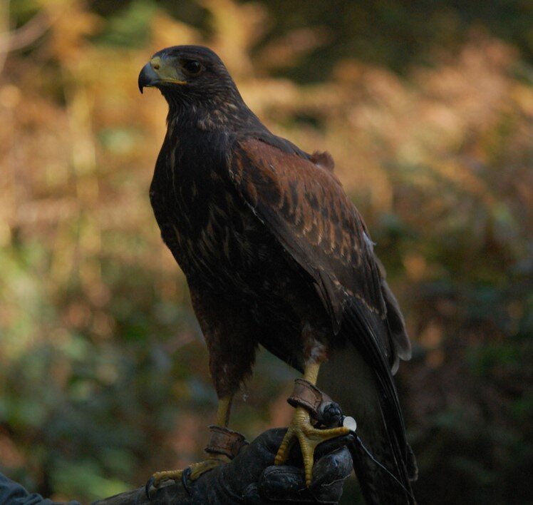 Birds of prey  London Wildlife Trust