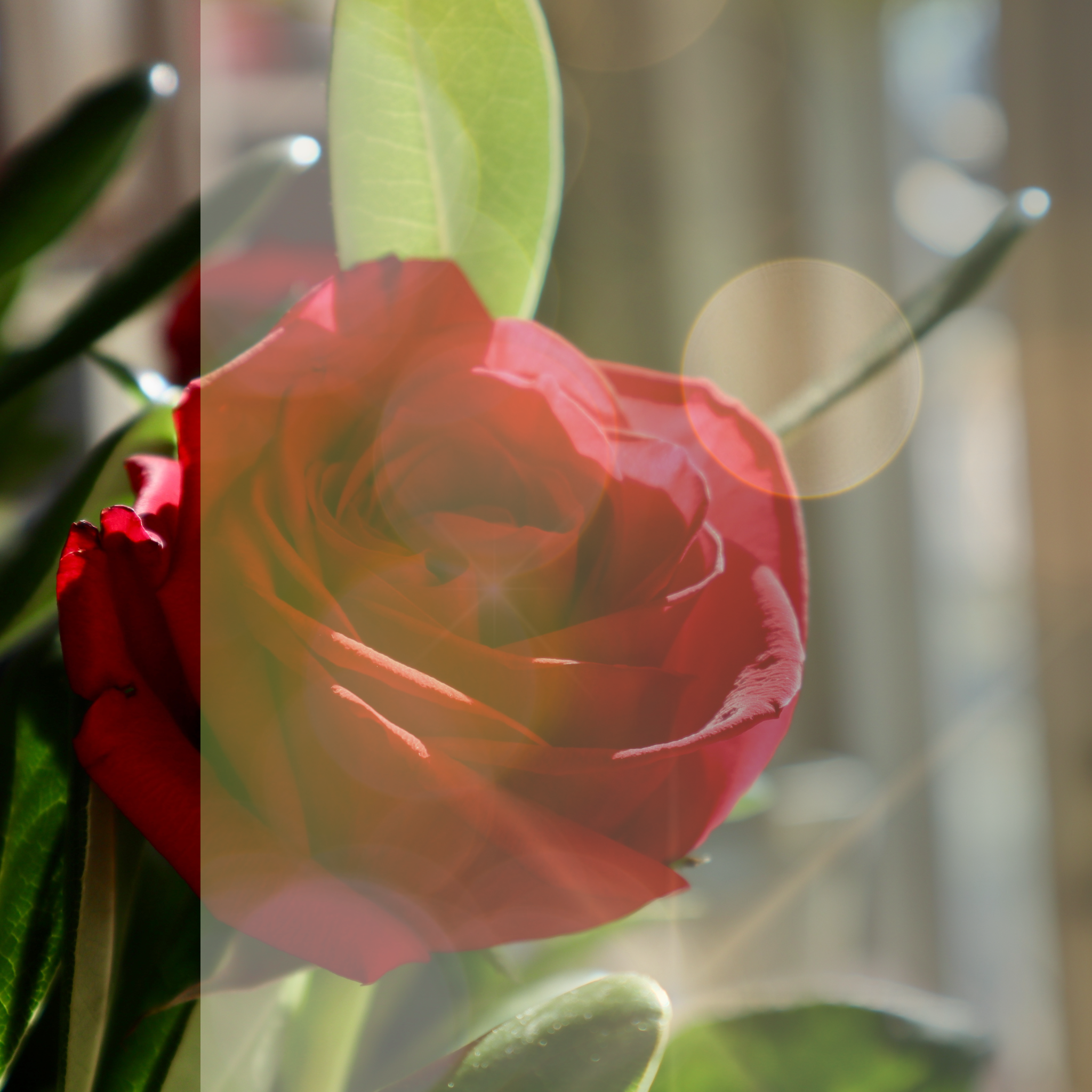 Valentine's for Two at Home 2026