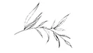 croppedleaf-sm.jpg