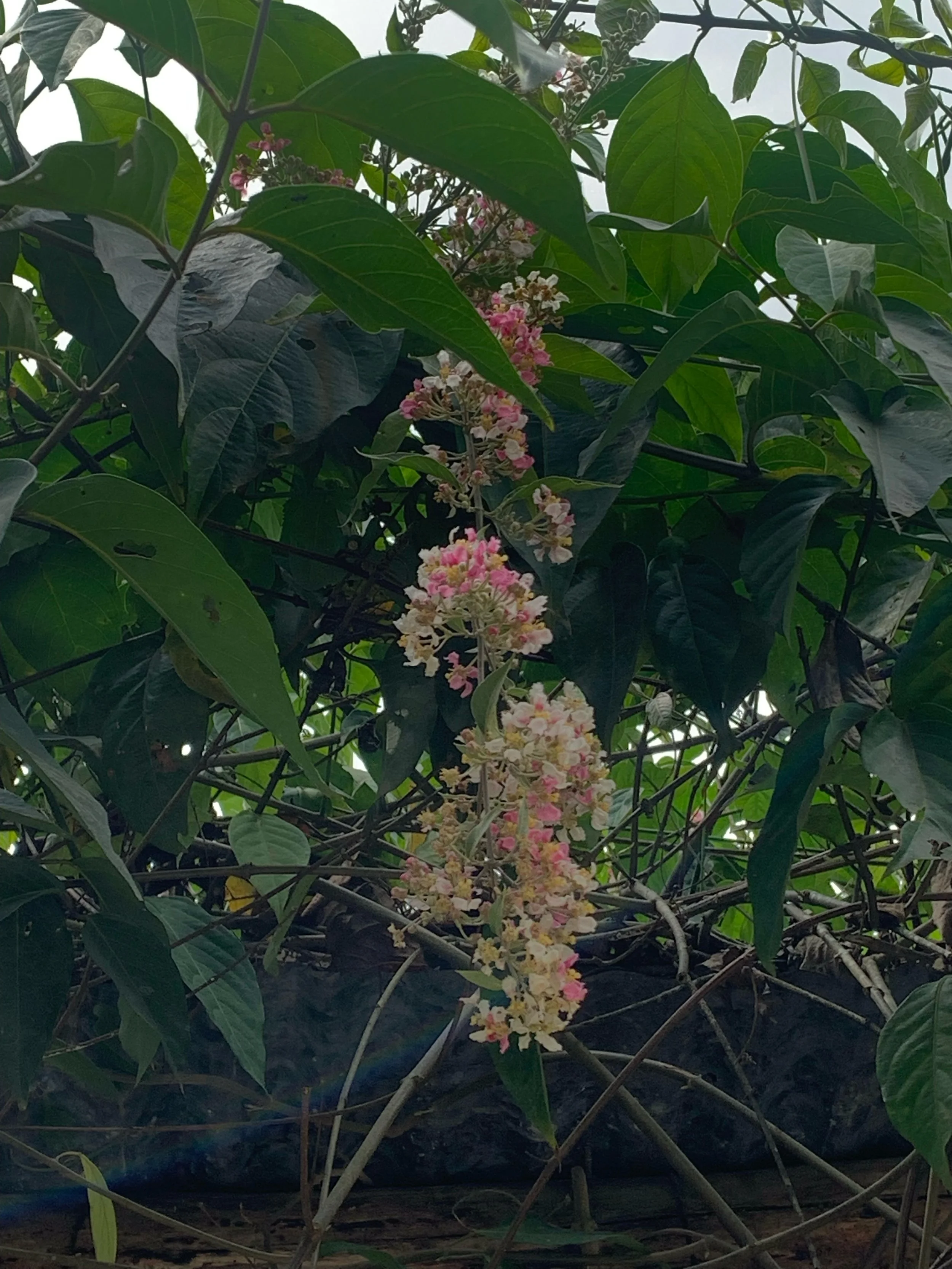 IMG_7493.jpeg