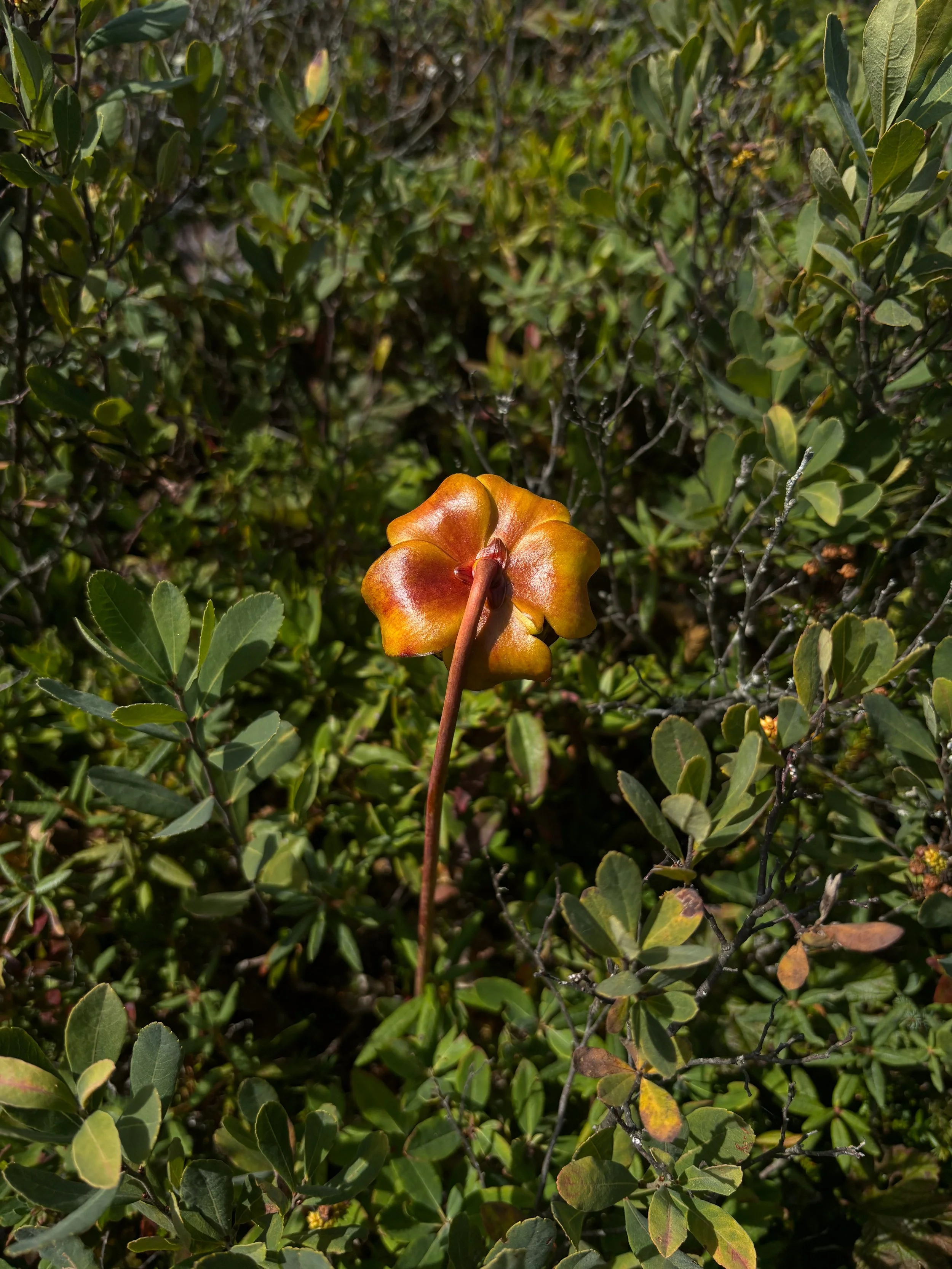 IMG_5443.jpg