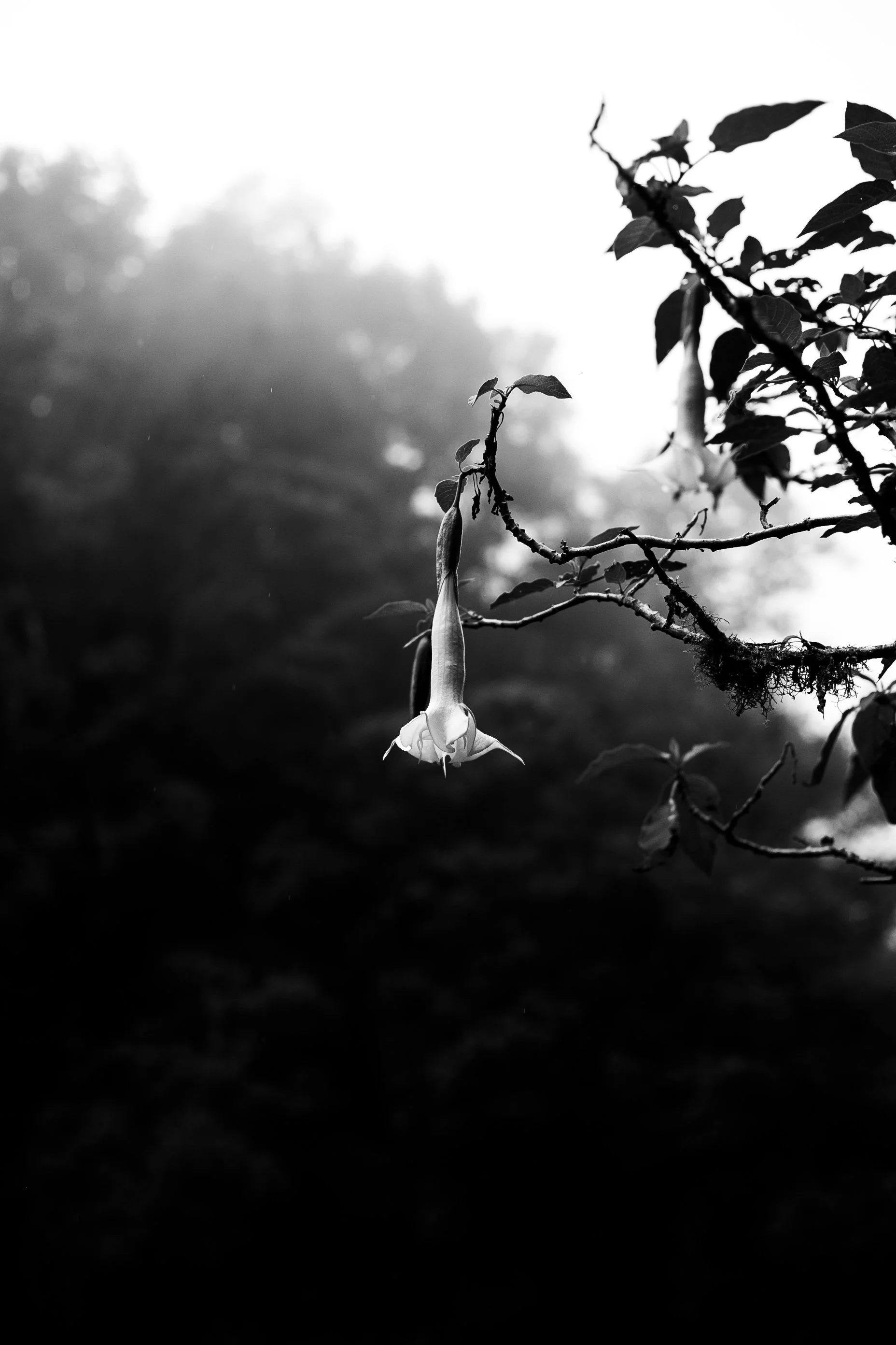 _MG_9470.jpg