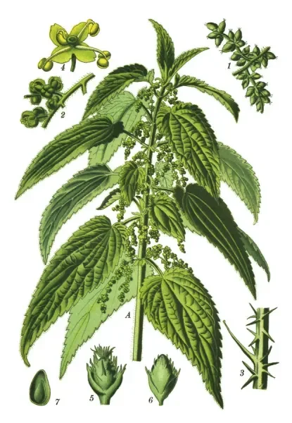 common-nettle-stinging-nettle-nettle-leaf-19673683.jpg.webp