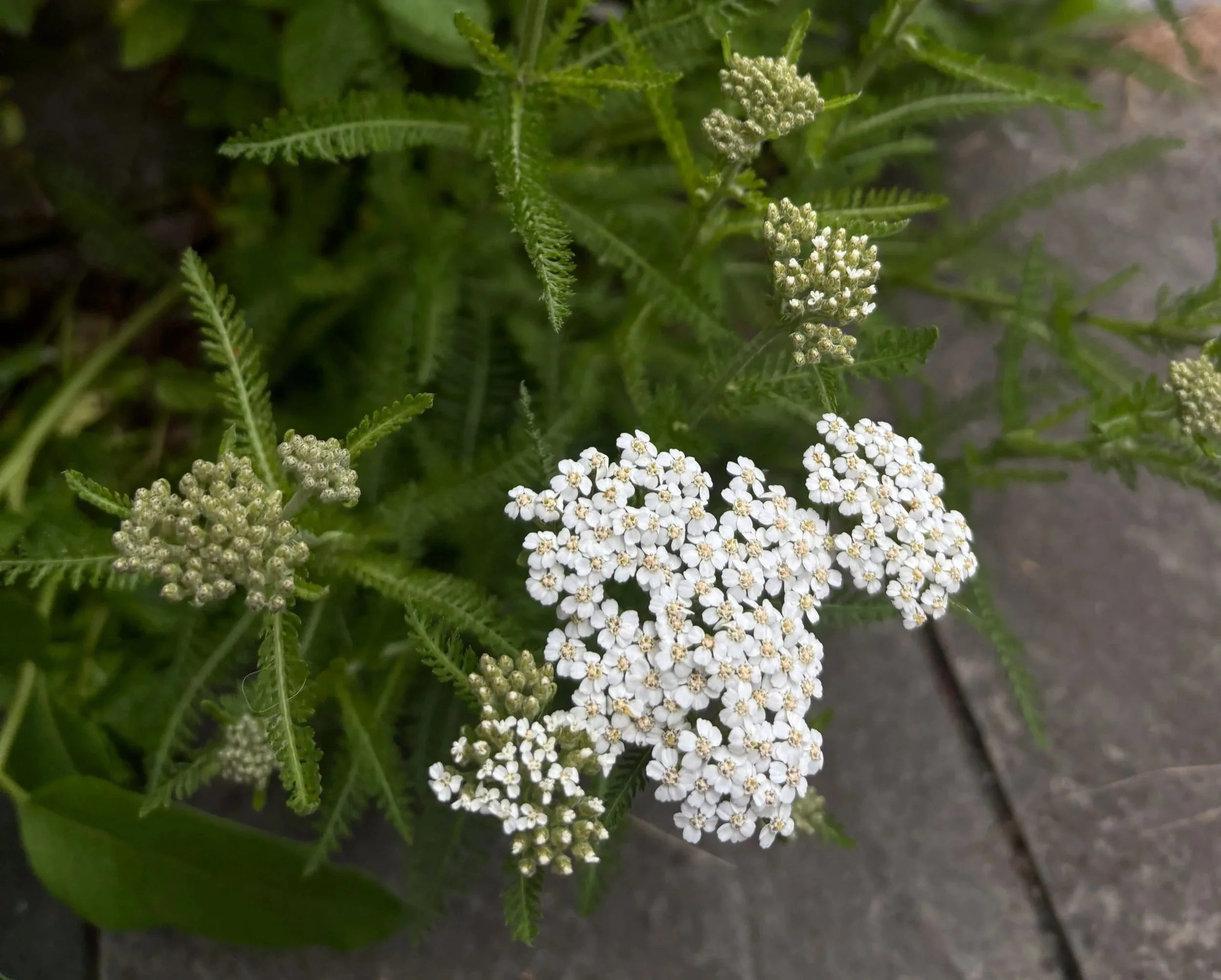 IMG_8017+2.jpg