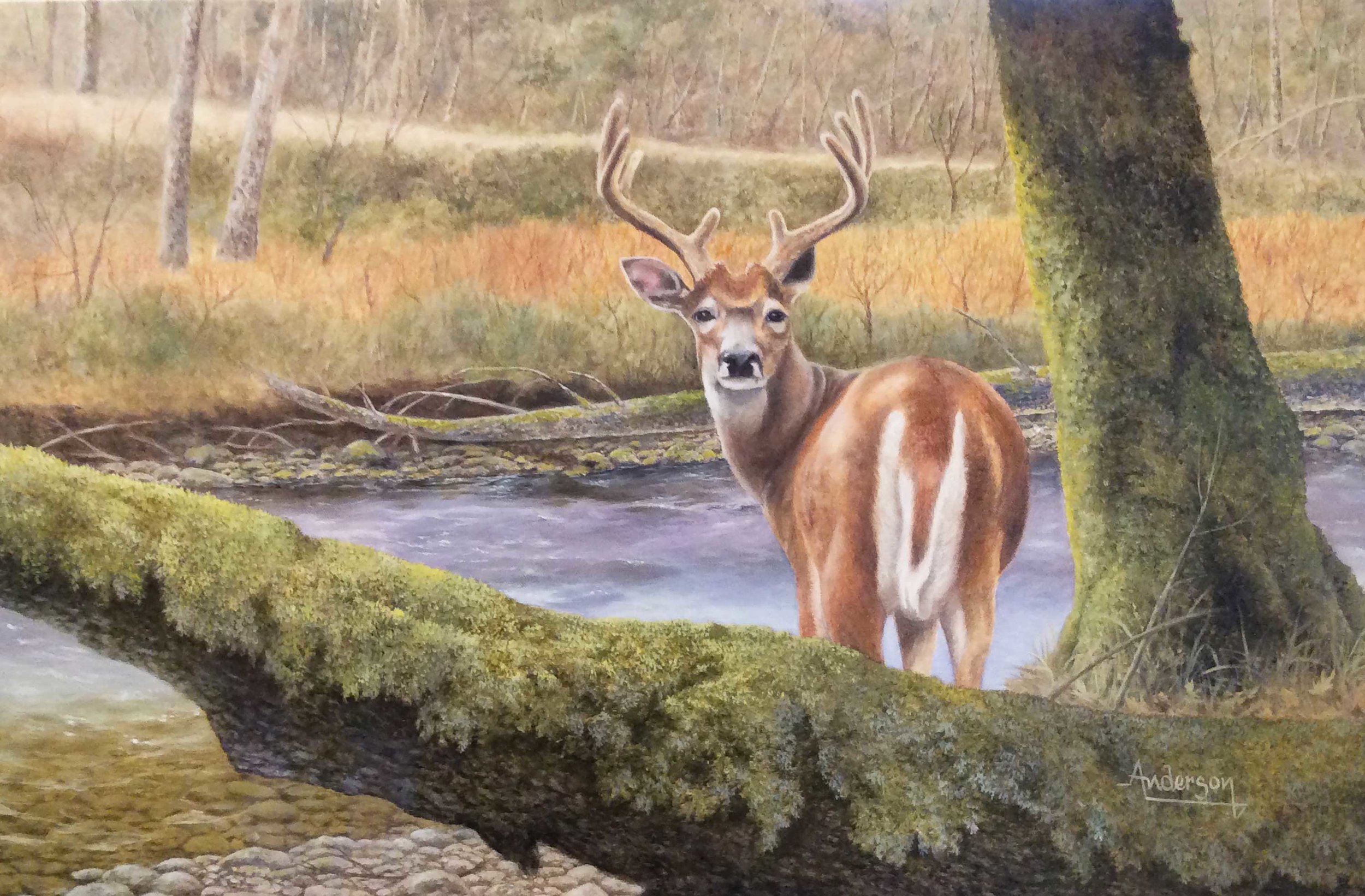 Anderson-Jess_AHST2019_TheVelvetBuck-(web).jpg