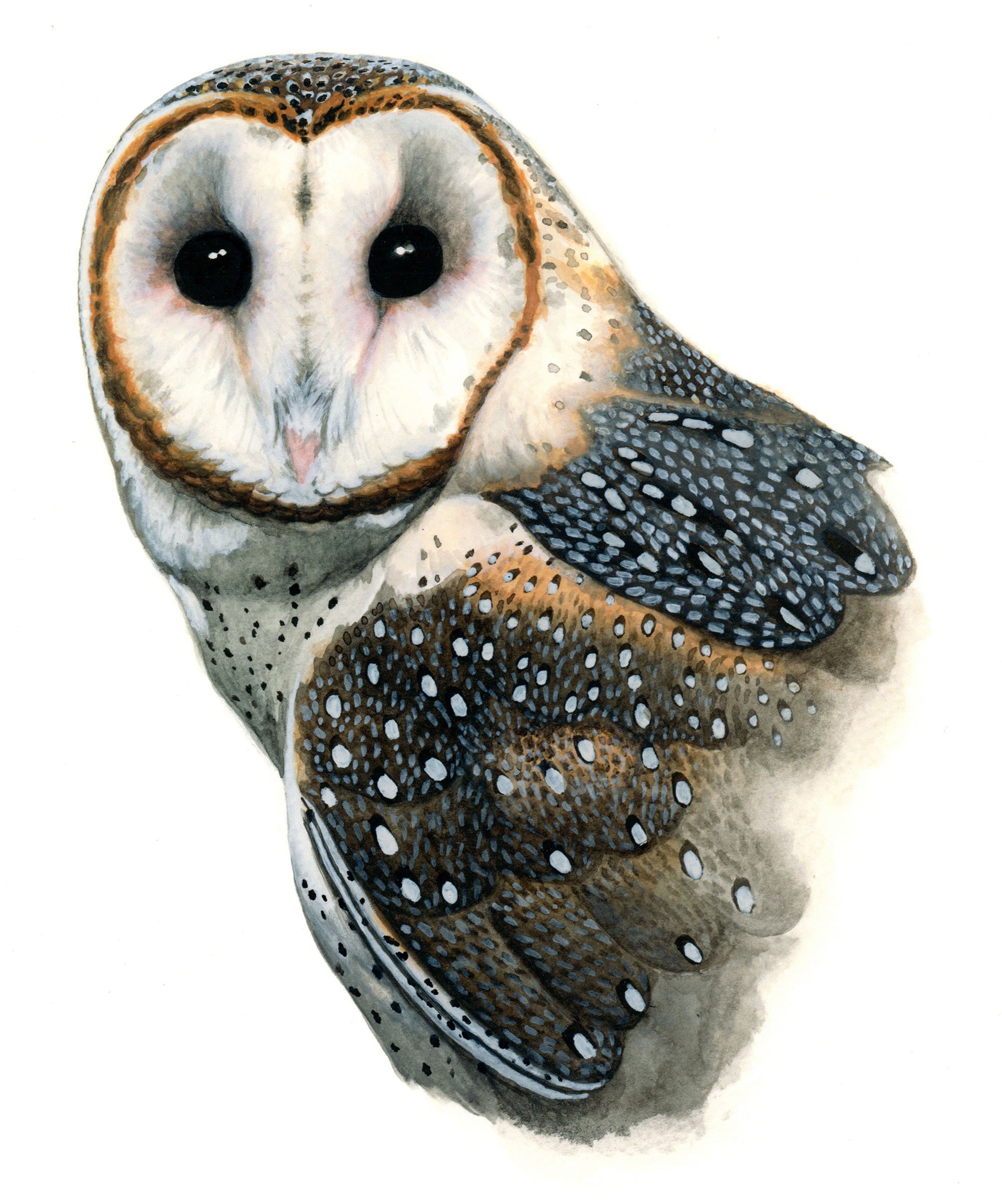 Octavia_BarnOwl_WEB.jpg