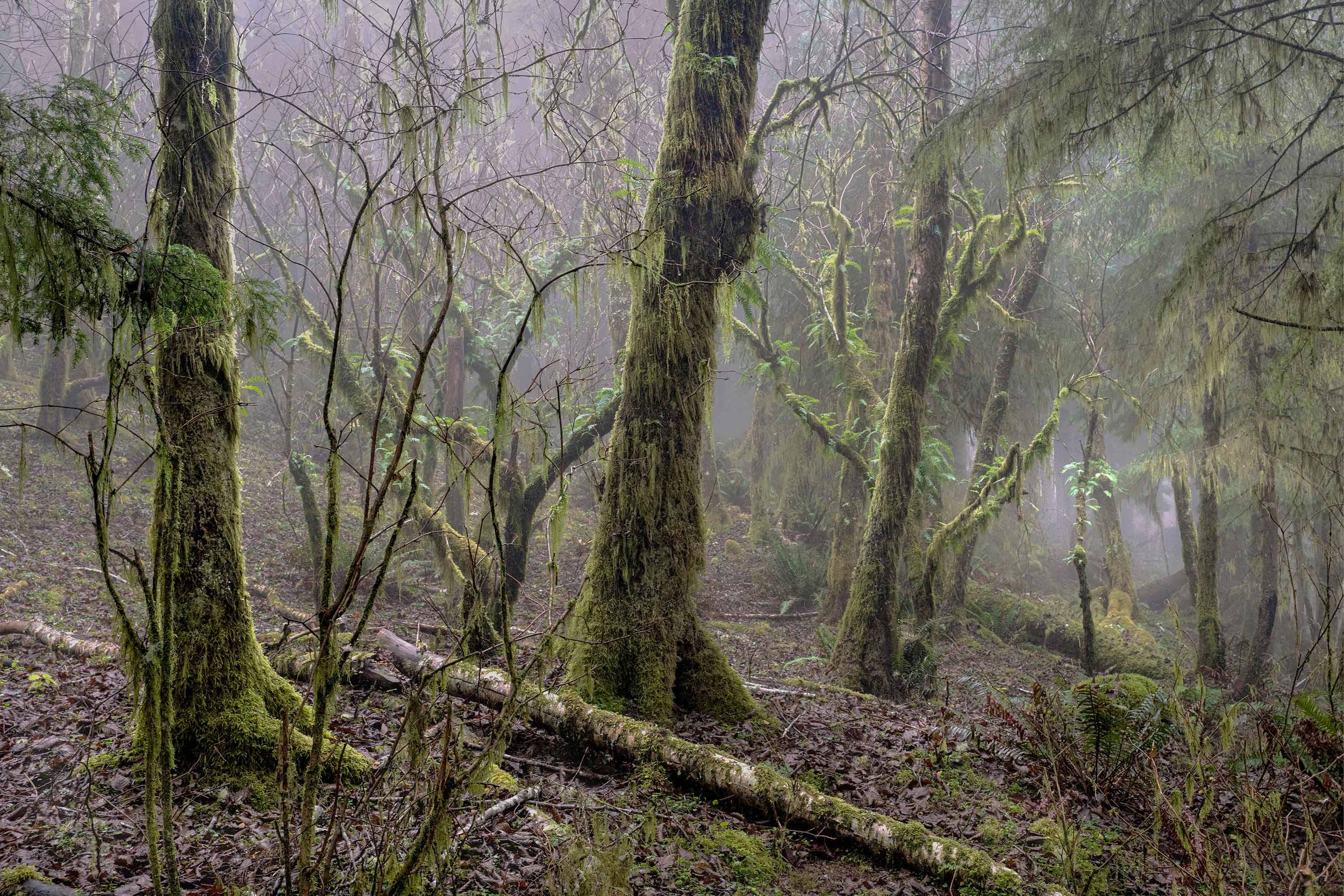 Patella---Afternoon-Rain-on-Cascade-Head_WEB.jpg