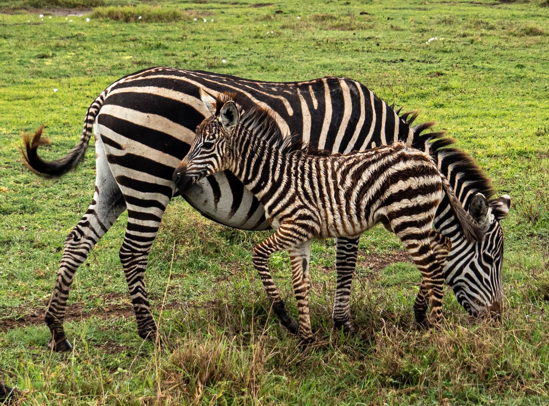 Struxness_Tanzania-zebra_WEB.jpg