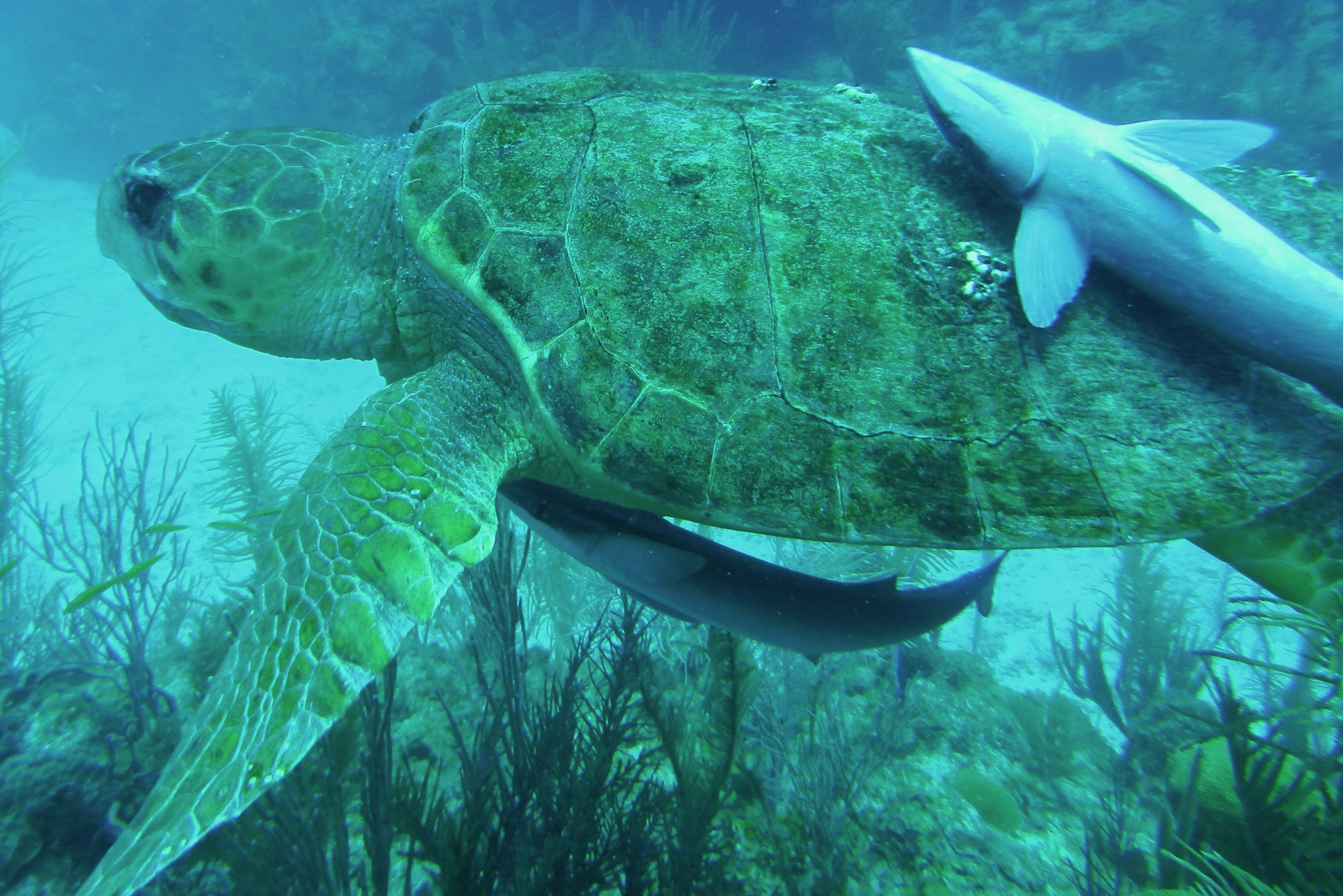 Struxness_turtle-diving-in-Belize_WEB.jpg