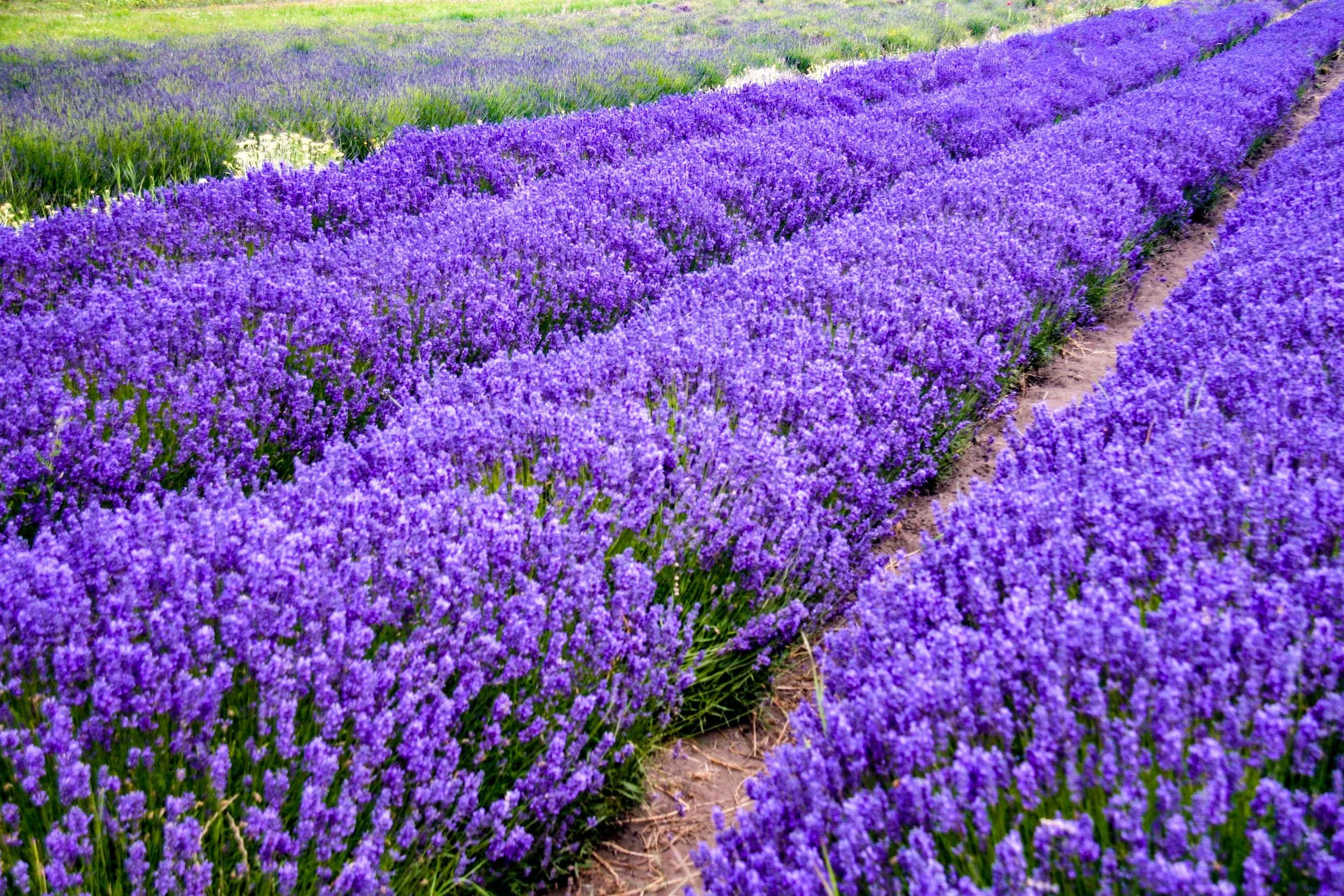 Struxness Whidbey-Lavender-2_WEB.jpg