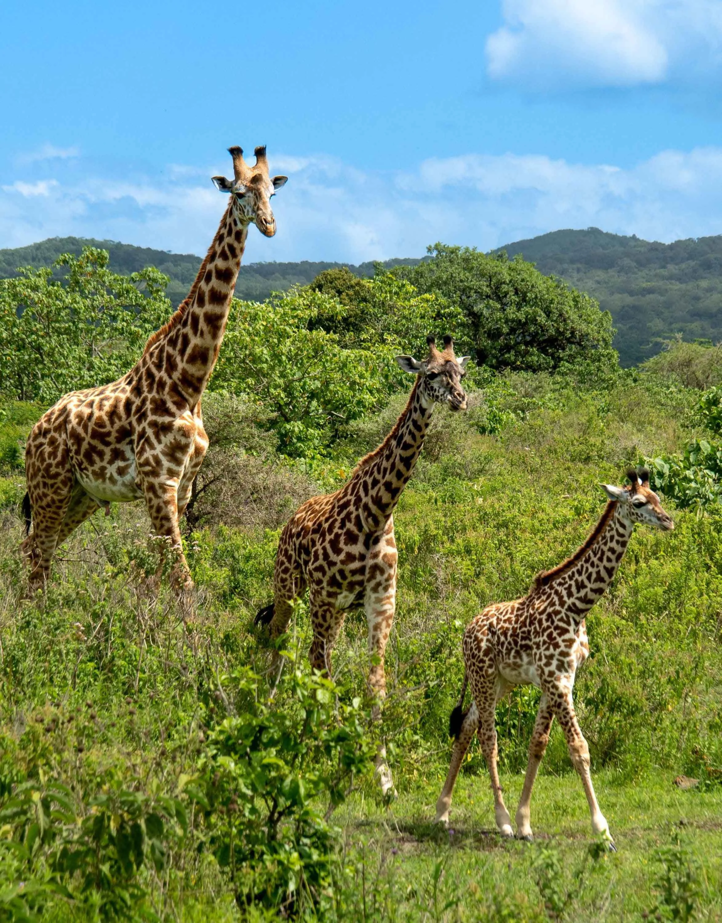 Struxness---Giraffe-Trio_WEB.jpg
