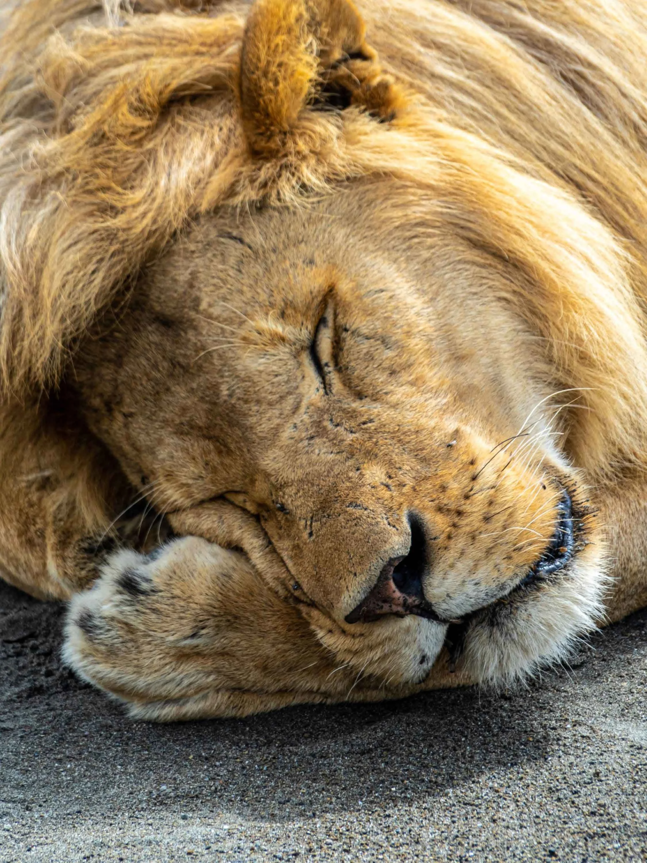 Struxness---Sleeping-Beauty_WEB.jpg