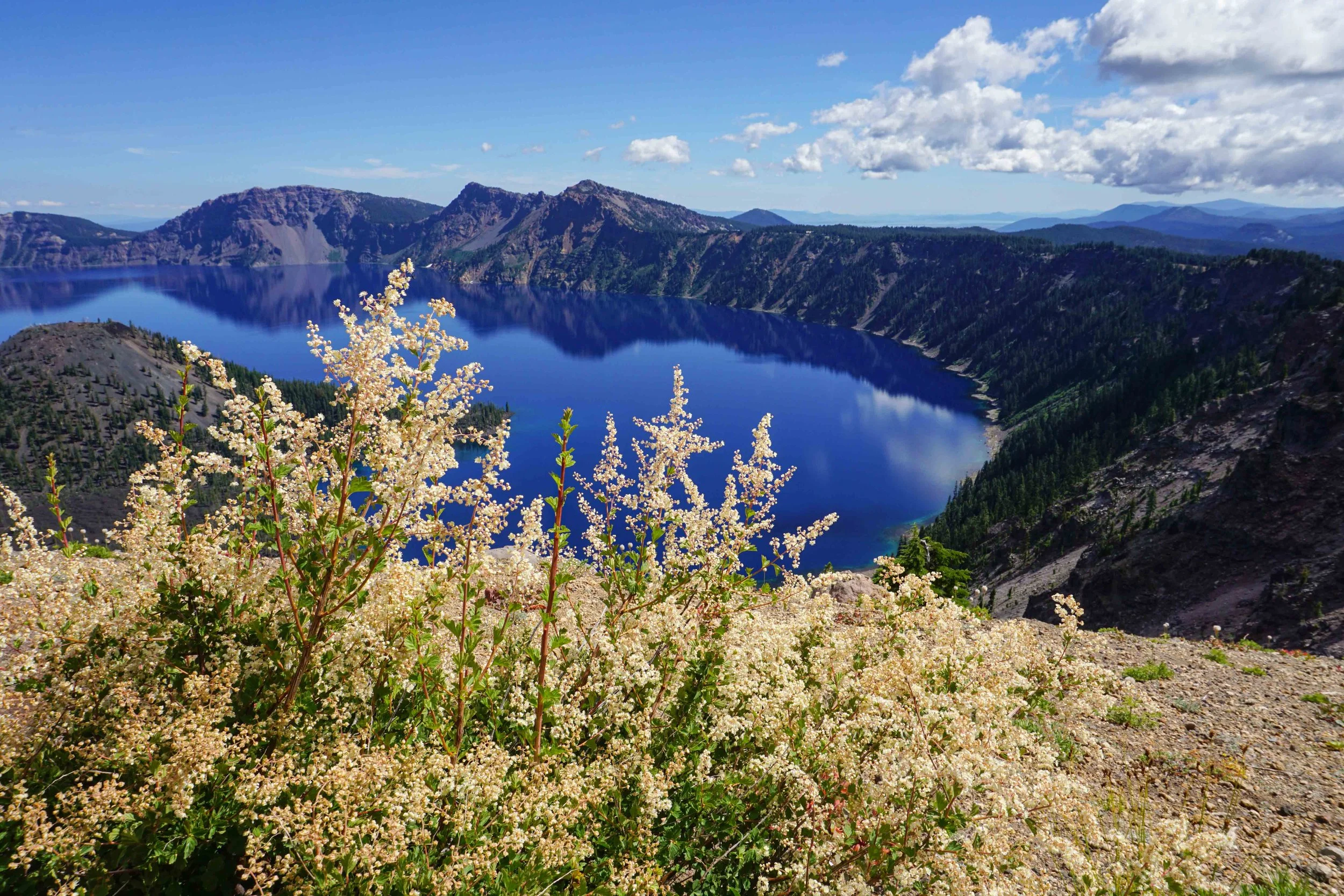 Crater-Lake-Flowers-WEB.jpg
