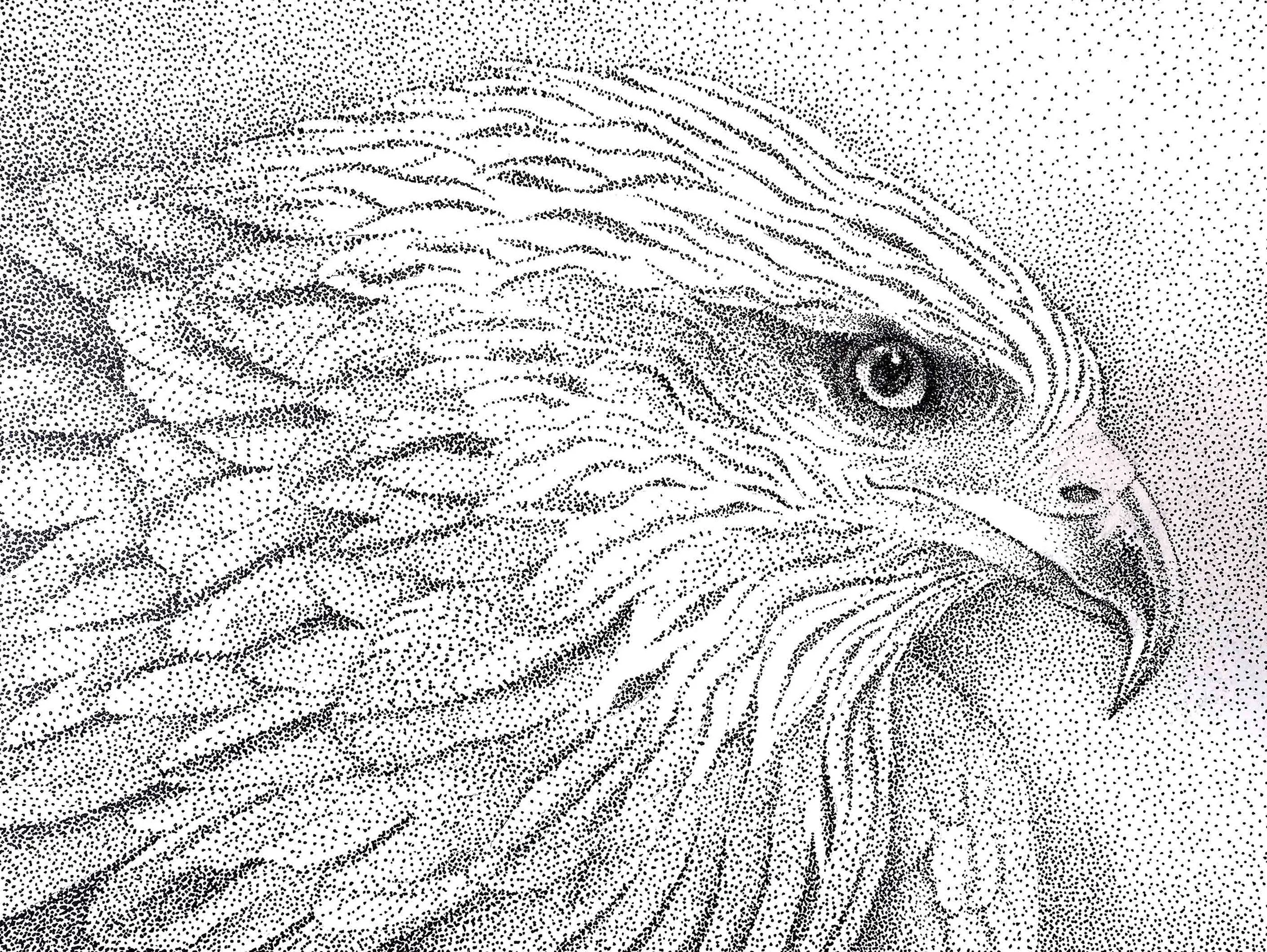 PalaciosJ Red-Kite-3-WEB.jpg