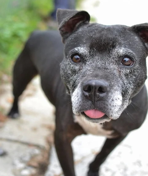 Nikki's sweet face made everyone's day.