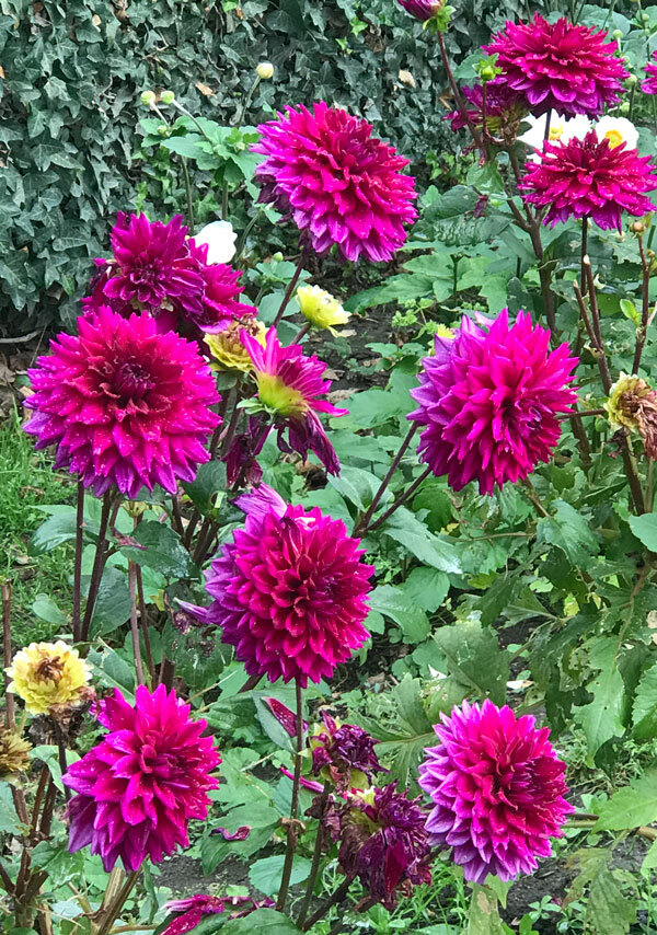 ASD-bloom.jpg