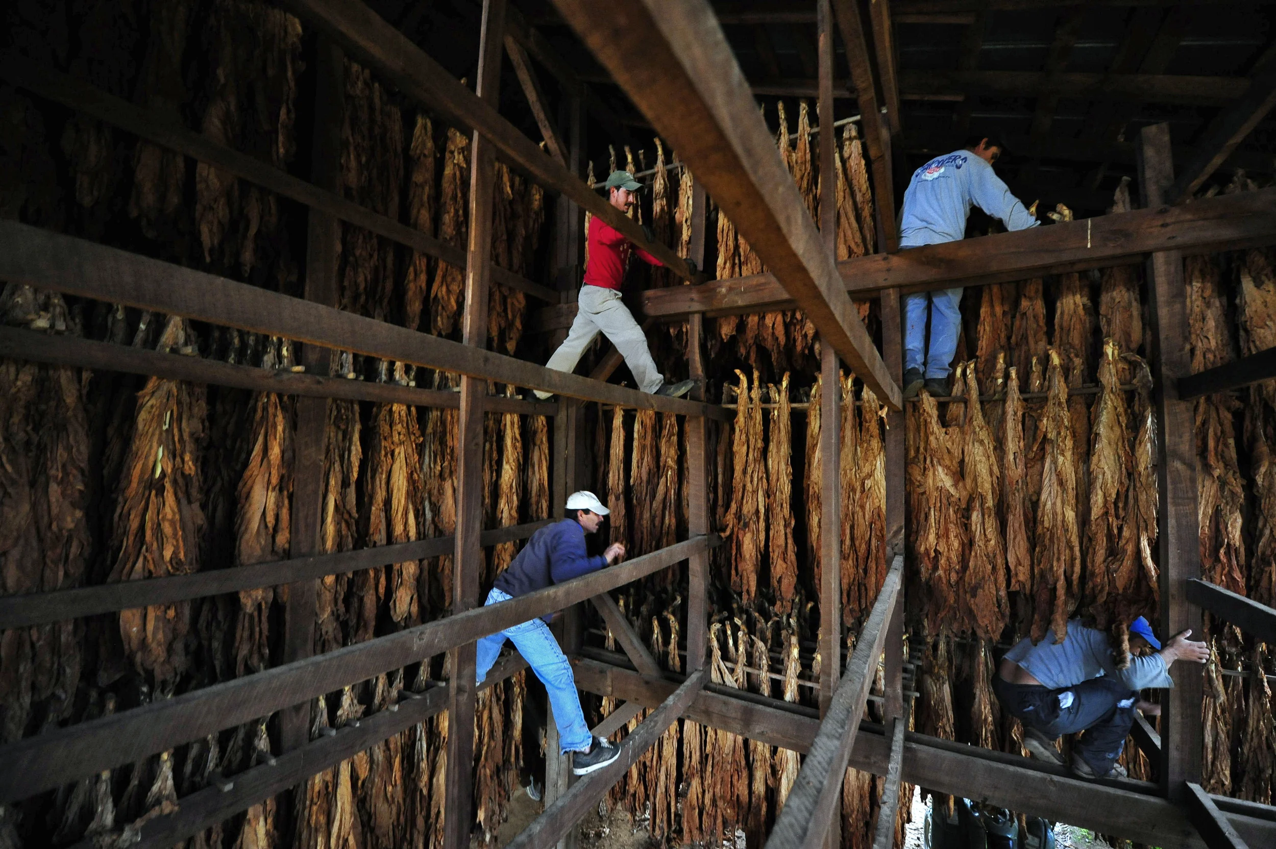  Workers scale the rafters of a tobacco barn at Knott Farms located in Owensboro, Kentucky. These migrants traveled from Mexico in search of work and better pay. Many leave their families for as many as seven months, but send money home every week. 