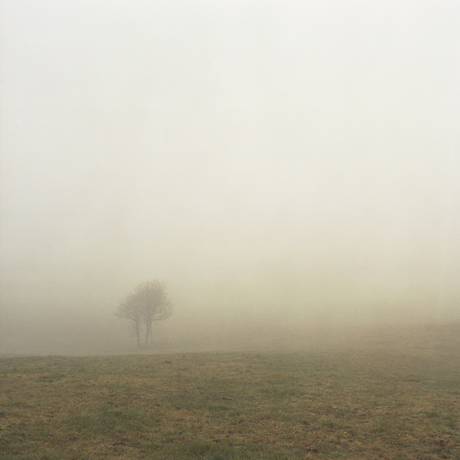 fog and tree.jpg