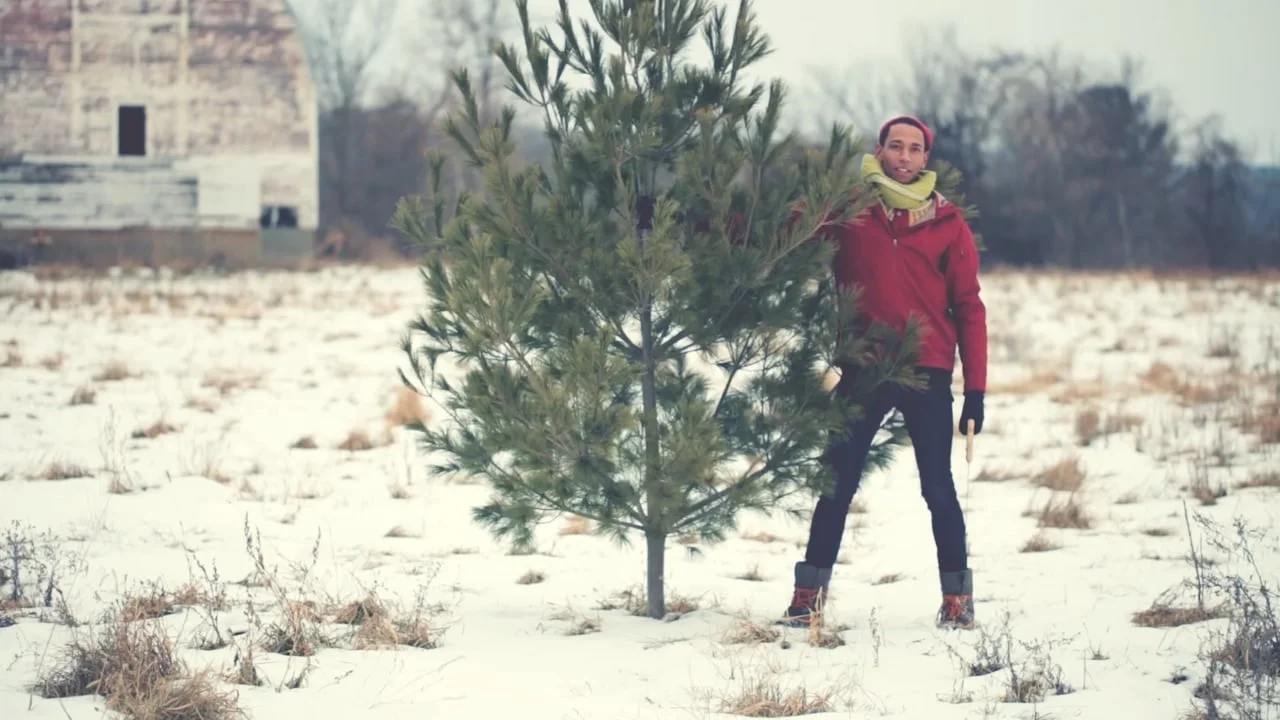 Stalvig- Christmas Tree Hunt