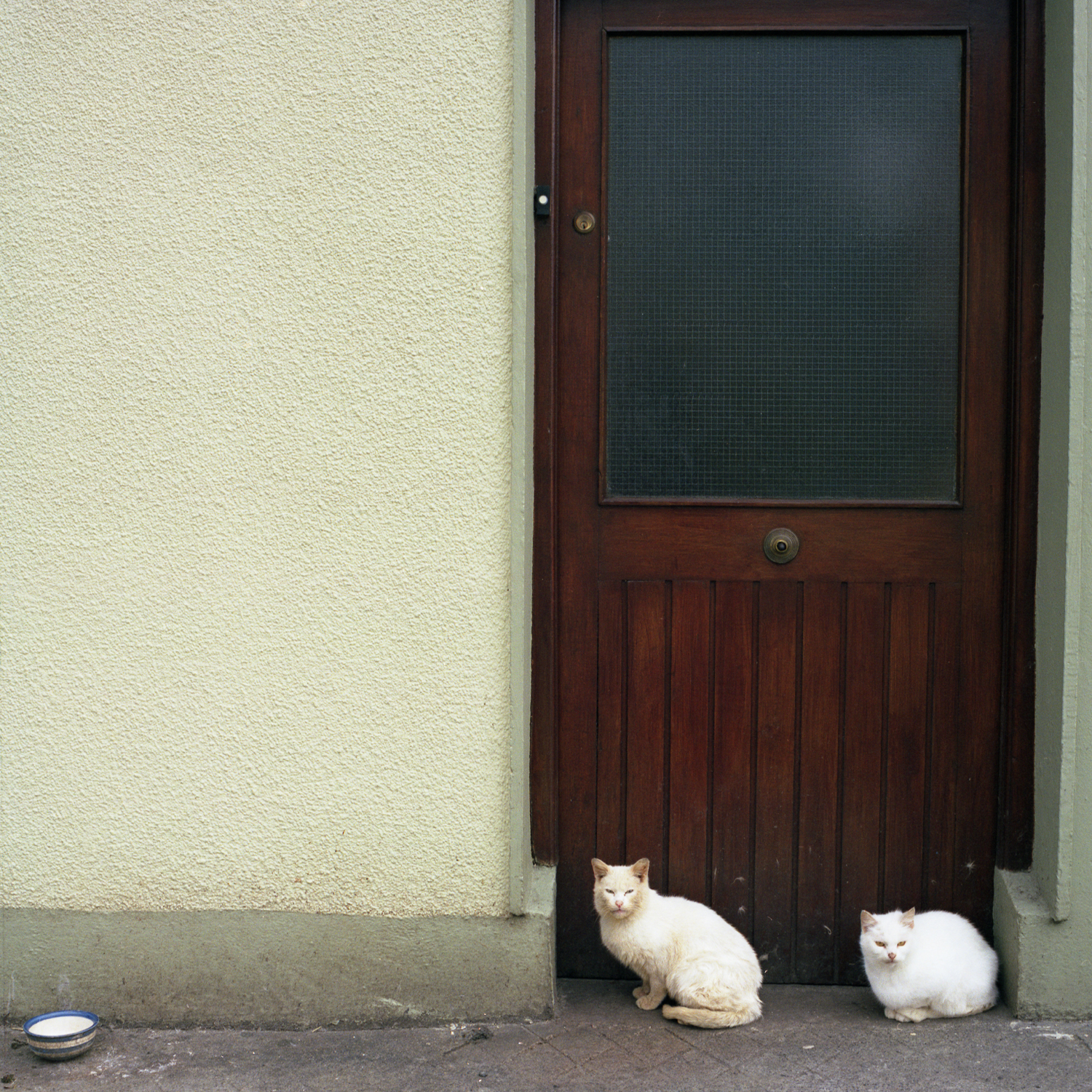 cats.jpg