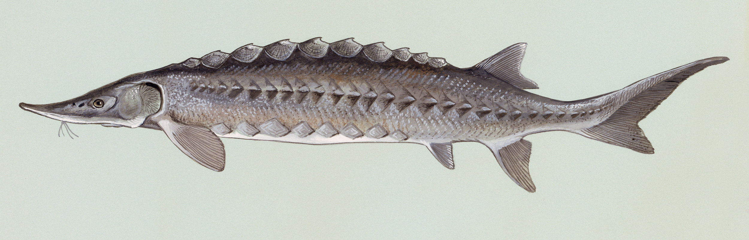 Story out:  Young Atlantic sturgeon numbers surge in the James River