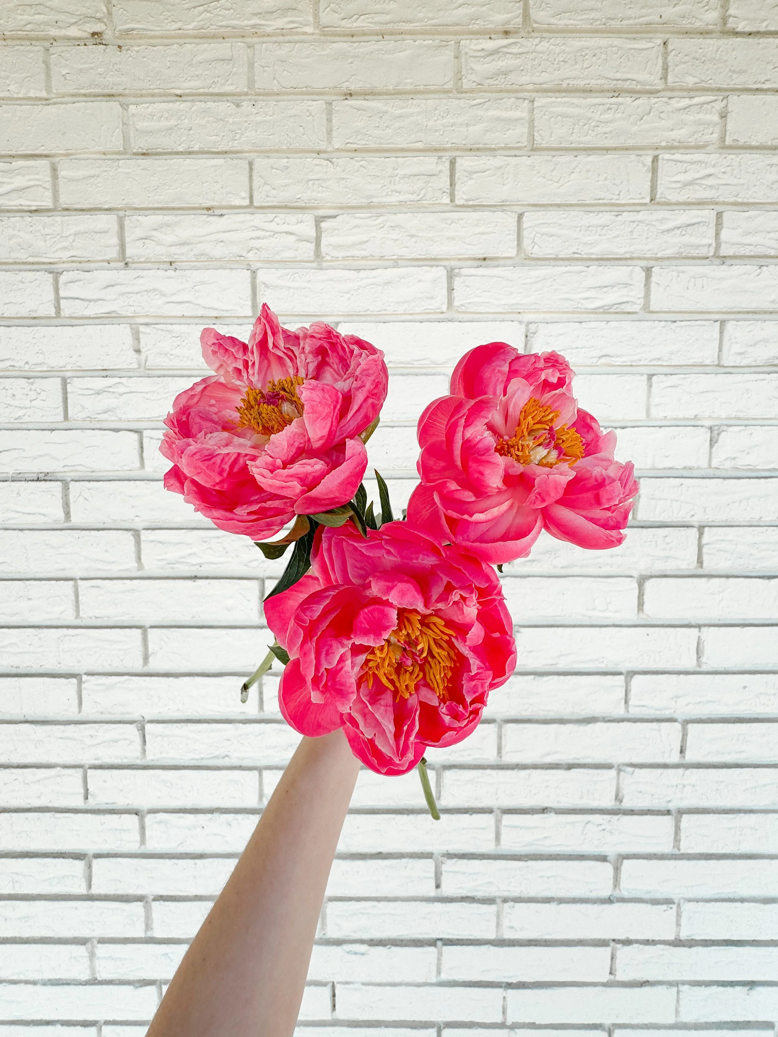 Peony Workshop {Saturday, June 6}