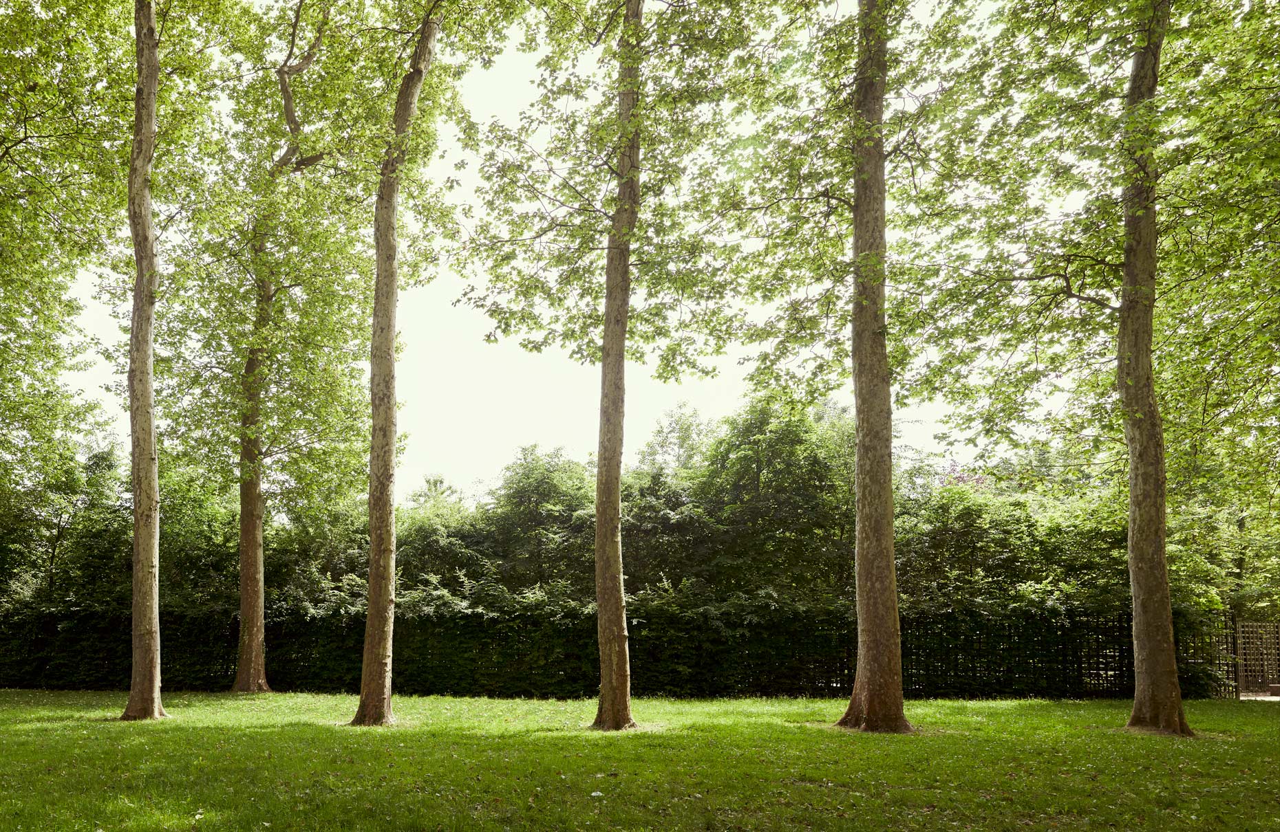 Travel Photography Derek Israelsen 046 Young Trees Stitch