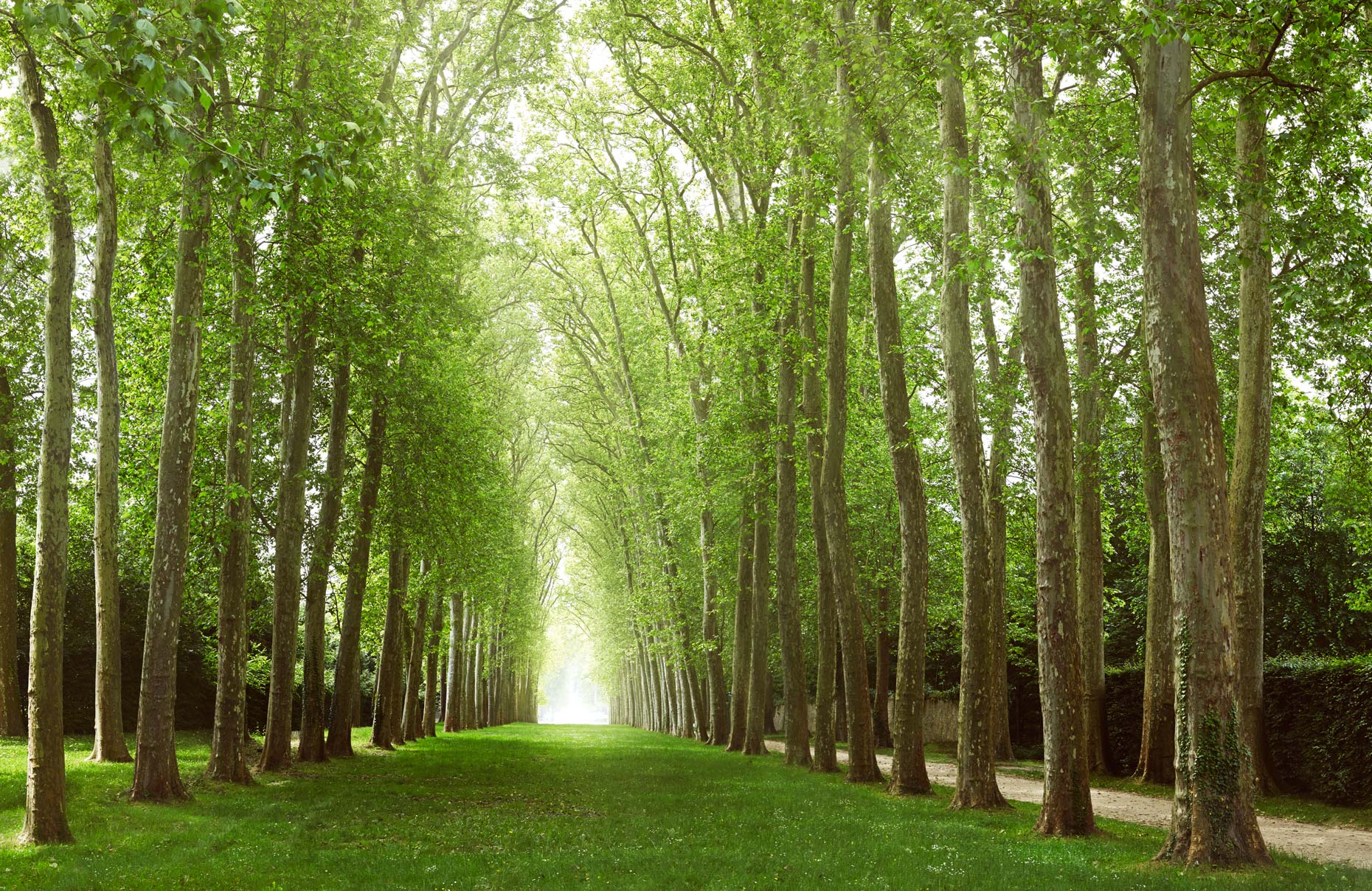 Projects_Travel_Photography_Derek_Israelsen_054_Tree_Tunnel_Europe.jpg